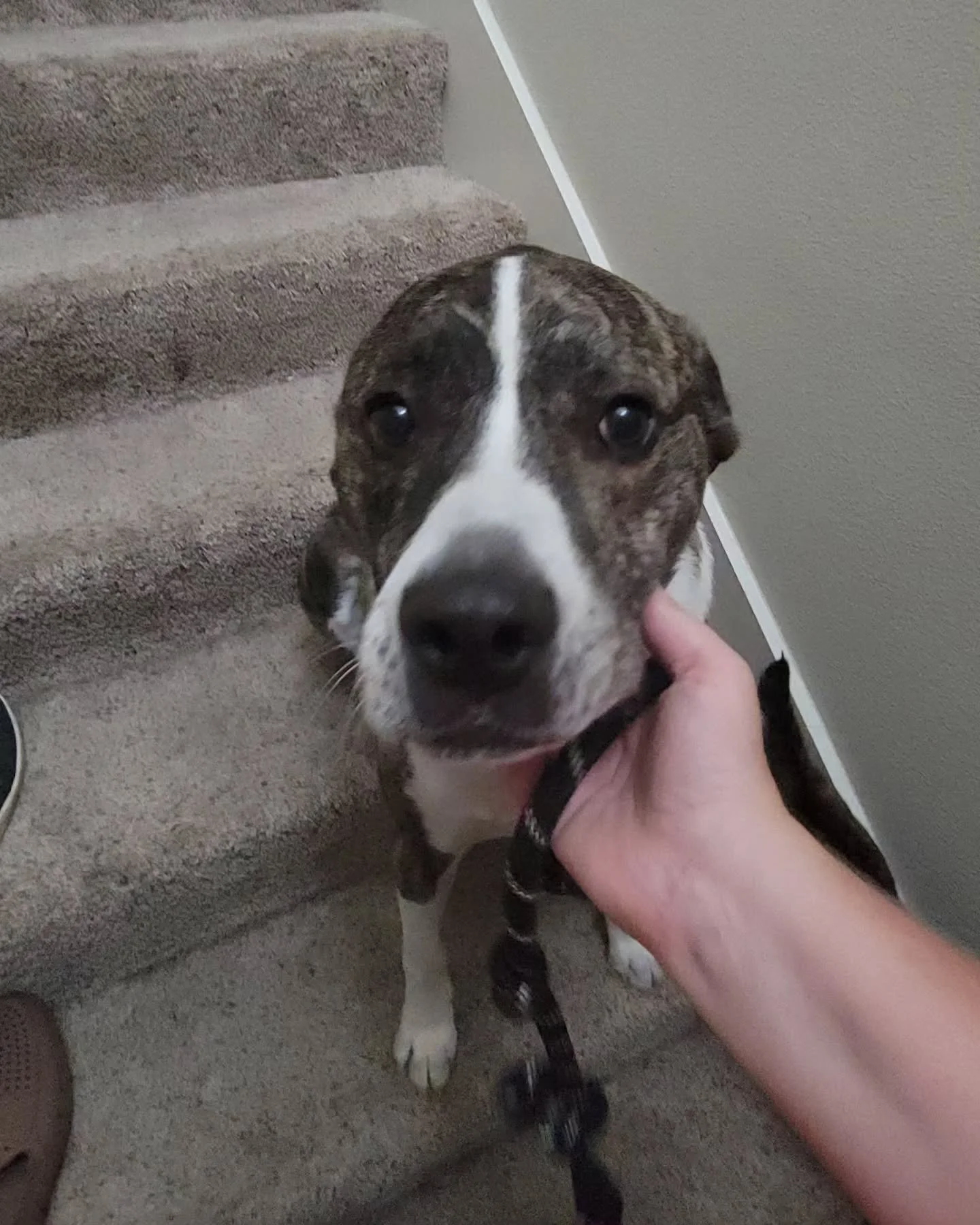 Full day, full heart 🐾 So many sweet pets and special moments today.
#PetSitter #DogWalker #PetCareLife #FurryFriends #HappyPets #PawsAndWhiskers #PetVisits #SmallBusinessLove #PetsOfInstagram #FullHeart #RinsDenPetCare