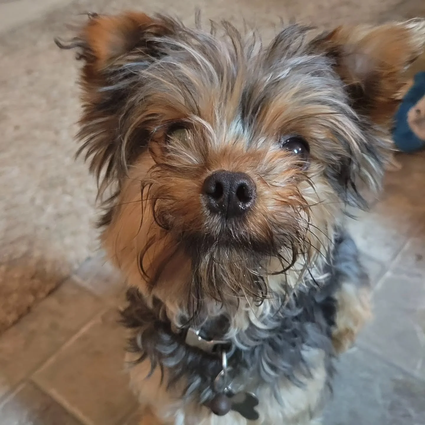 The crew got cuter this week 🥹 Say hello to our newest pups on the schedule!
#rinsdenpetcare #dogwalkersofinstagram #newclients #petcarelife #dogsofIG #welcometothepack #sanantoniopets