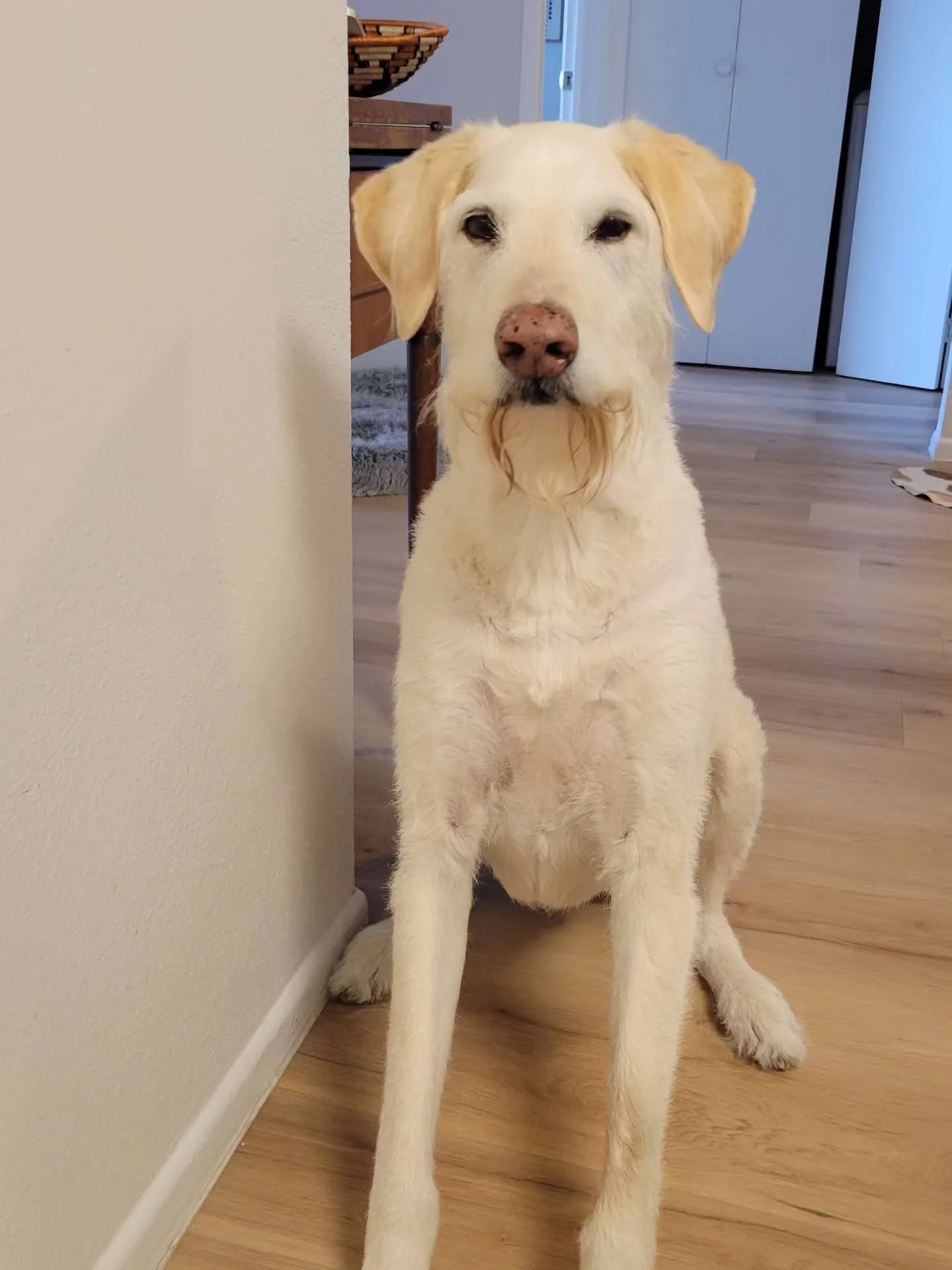 Meet the newest gentleman in town: tall, bearded, and ridiculously lovable 🐶💛
#NewClientAlert #DogWalkerLife #SanAntonioPets #BigDogEnergy #BeardedBoy #GentleGiant #DogsofInstagram #PetCarePro #DogsOfSanAntonio #RinsDenPetCare