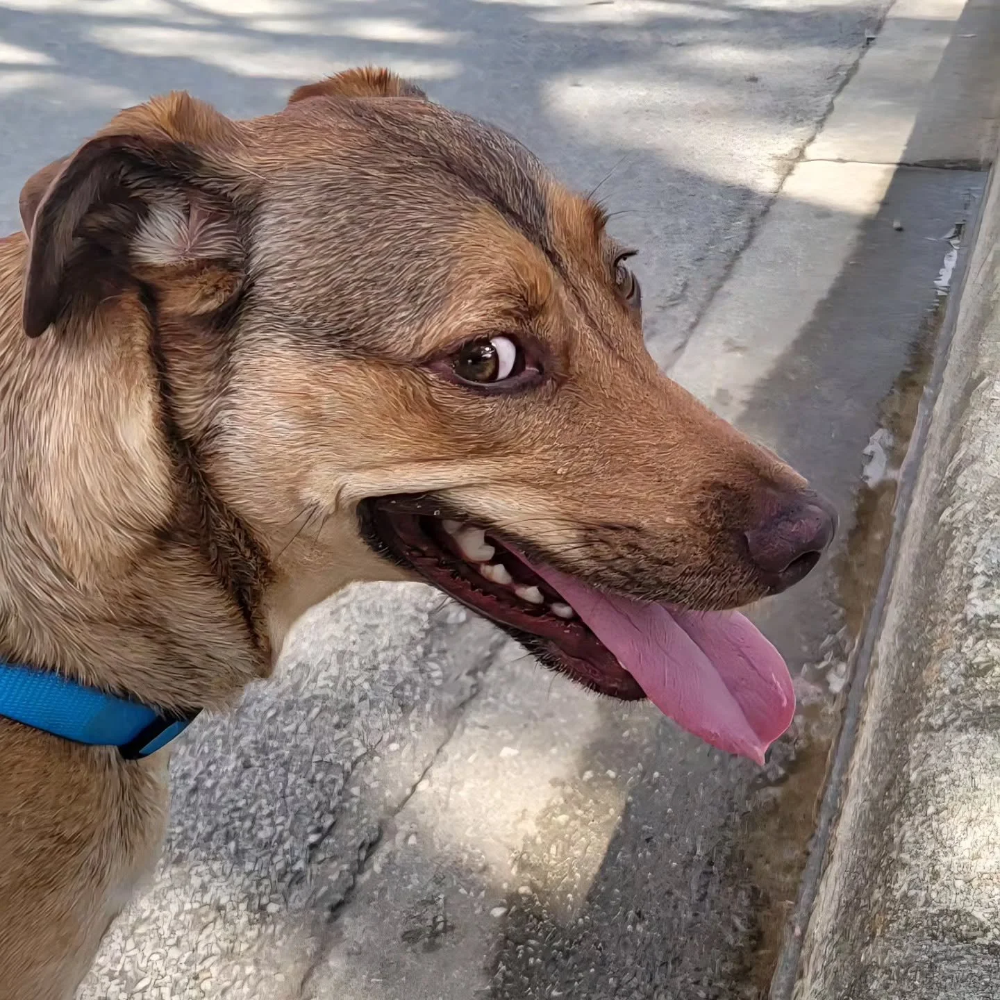 Happy National Dog Day to all our four-legged clients and friends! Walking, playing, loving every moment. #NationalDogDay #DogLovers #DogLife #PuppyLove #FurryFriends #DogWalks #PetCare #DogsofInstagram #TailWags #HappyDogs #DogsOfSanAntonio #RinsDen