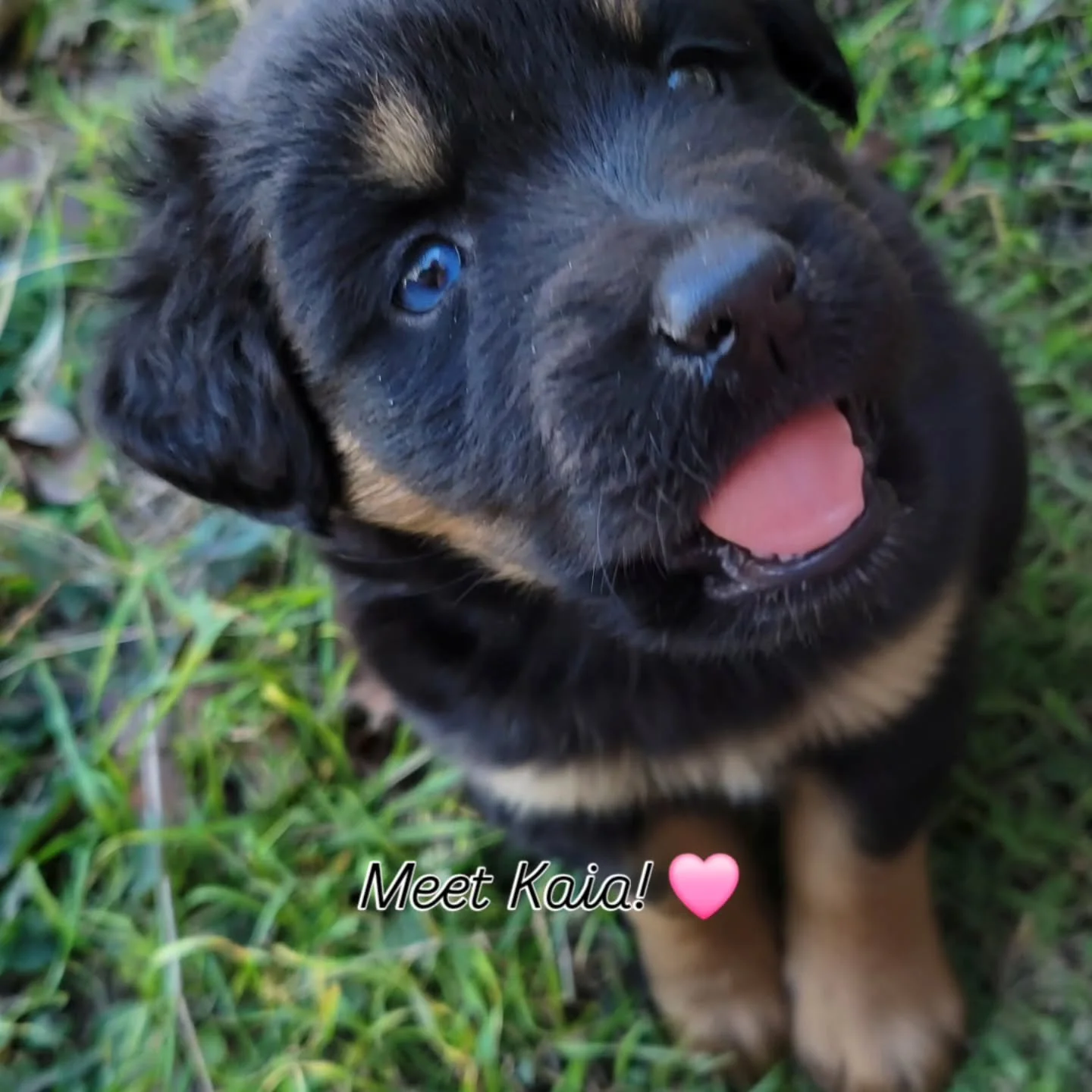 Meet Kaia! 🩷
She came into our lives after being dumped in a family friend&rsquo;s yard. Thankfully, they stepped up right away&mdash;dewormed her, got her first vaccine, and kept her safe while trying to find her a home instead of surrendering her 