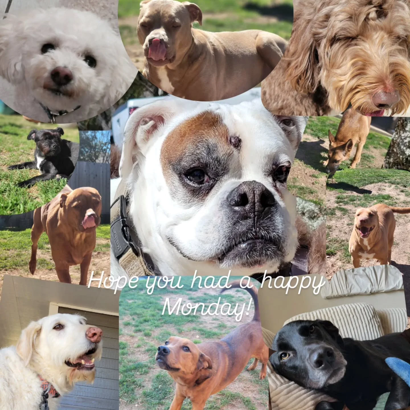 Happy Monday from me and this crew 💛 So thankful for the pups I got to spend my day with today. 🐶✨
 #MondayPups #DogWalkerLife #DogDays #TrustedPetCare #WagMoreWorryLess