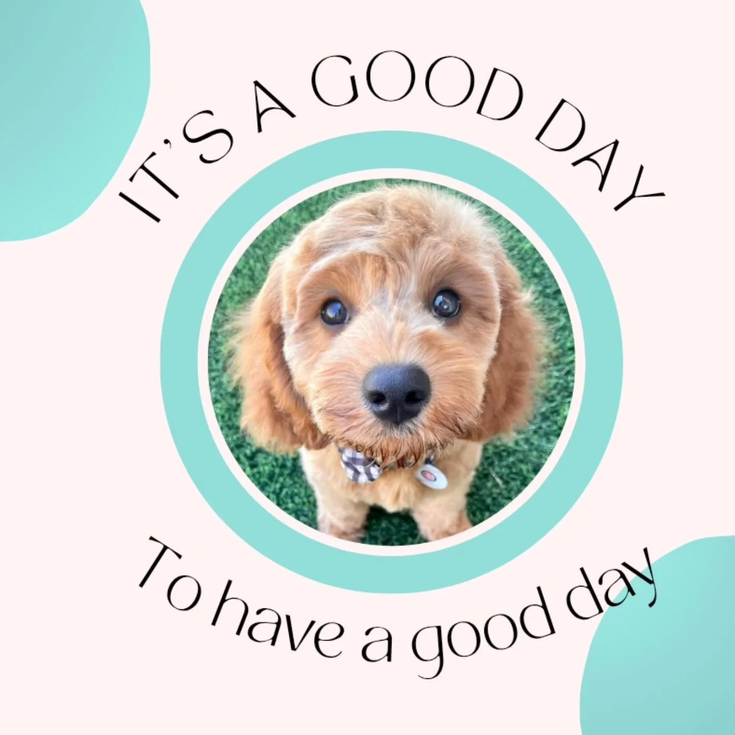 Good vibes and happy tails for everyone today! 💙🐾 🐶
#PawsitiveVibes #WaggingTails #PuppySmiles #FurryFriends #rinsdenpetcare