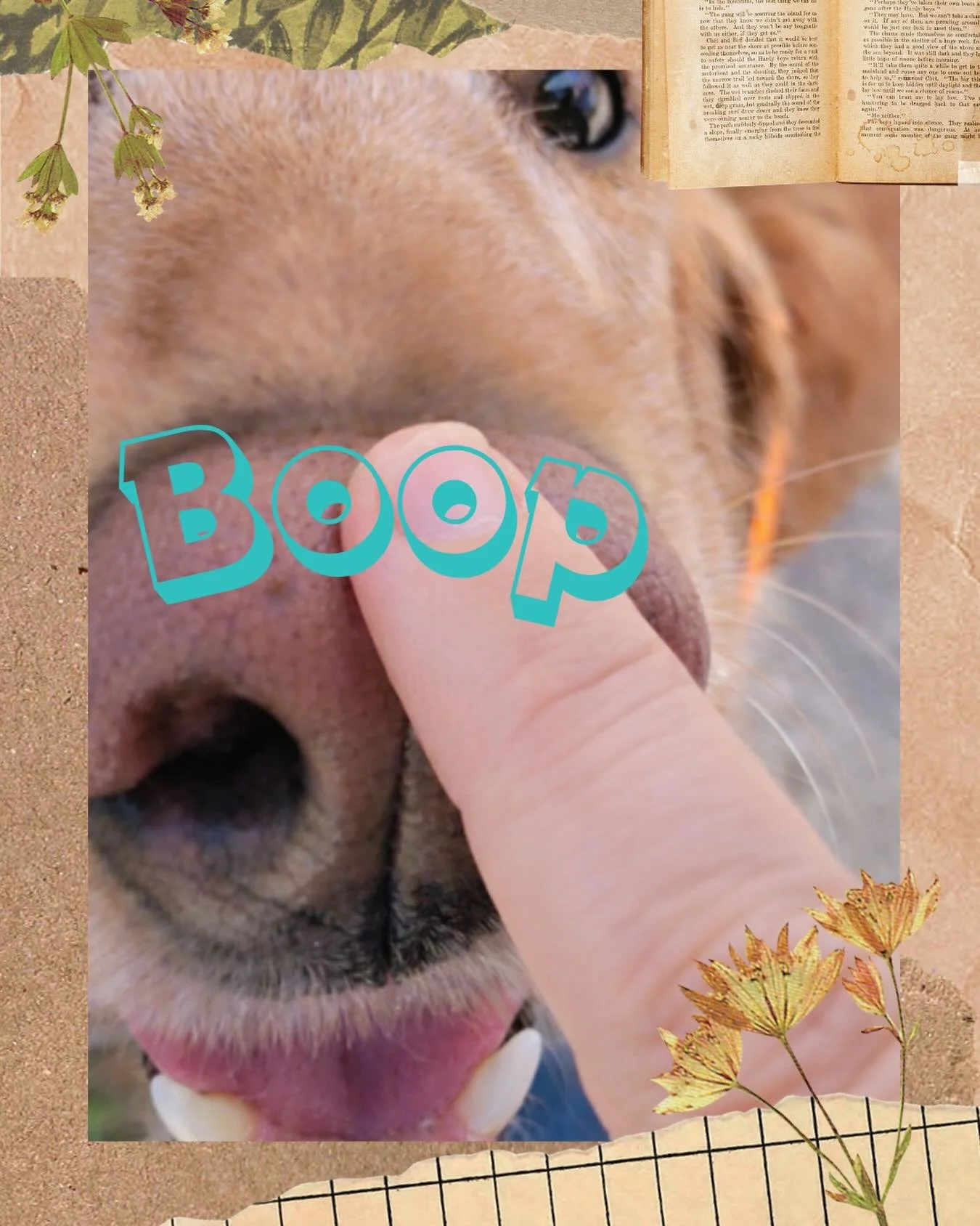 Your daily dose of serotonin!! 💗 

#rinsden #dogsofinstagram #boop #doglover