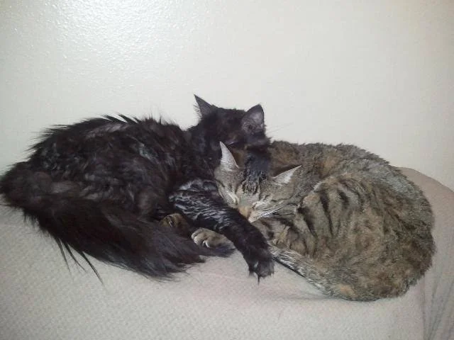Two cats sleeping together on a couch, one dark furred and the other a tabby.