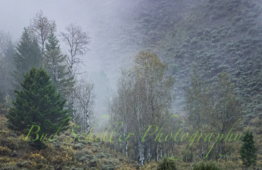 Foggy Canyon 2.jpg