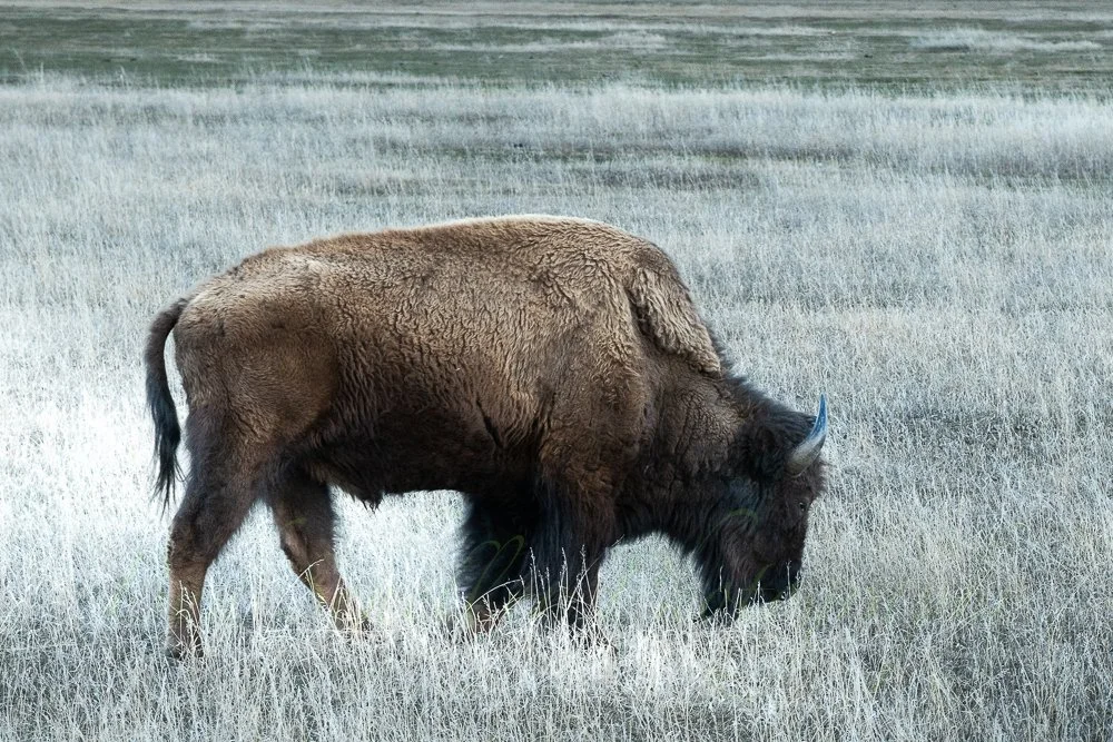 Buffalo Valley dude-6.jpg