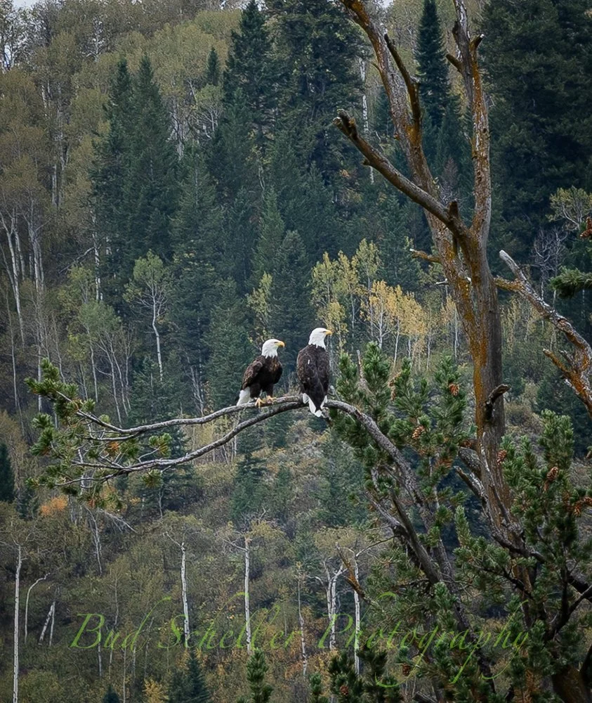 Love Birds.jpg
