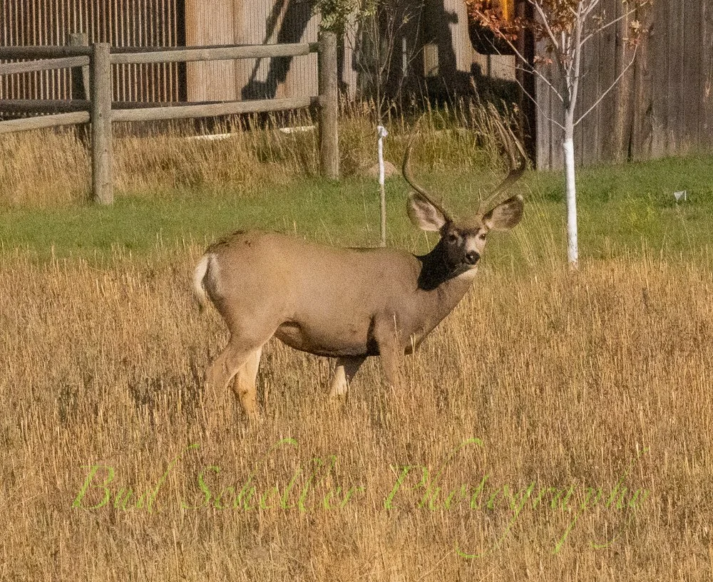 Neighborhood buck.jpg