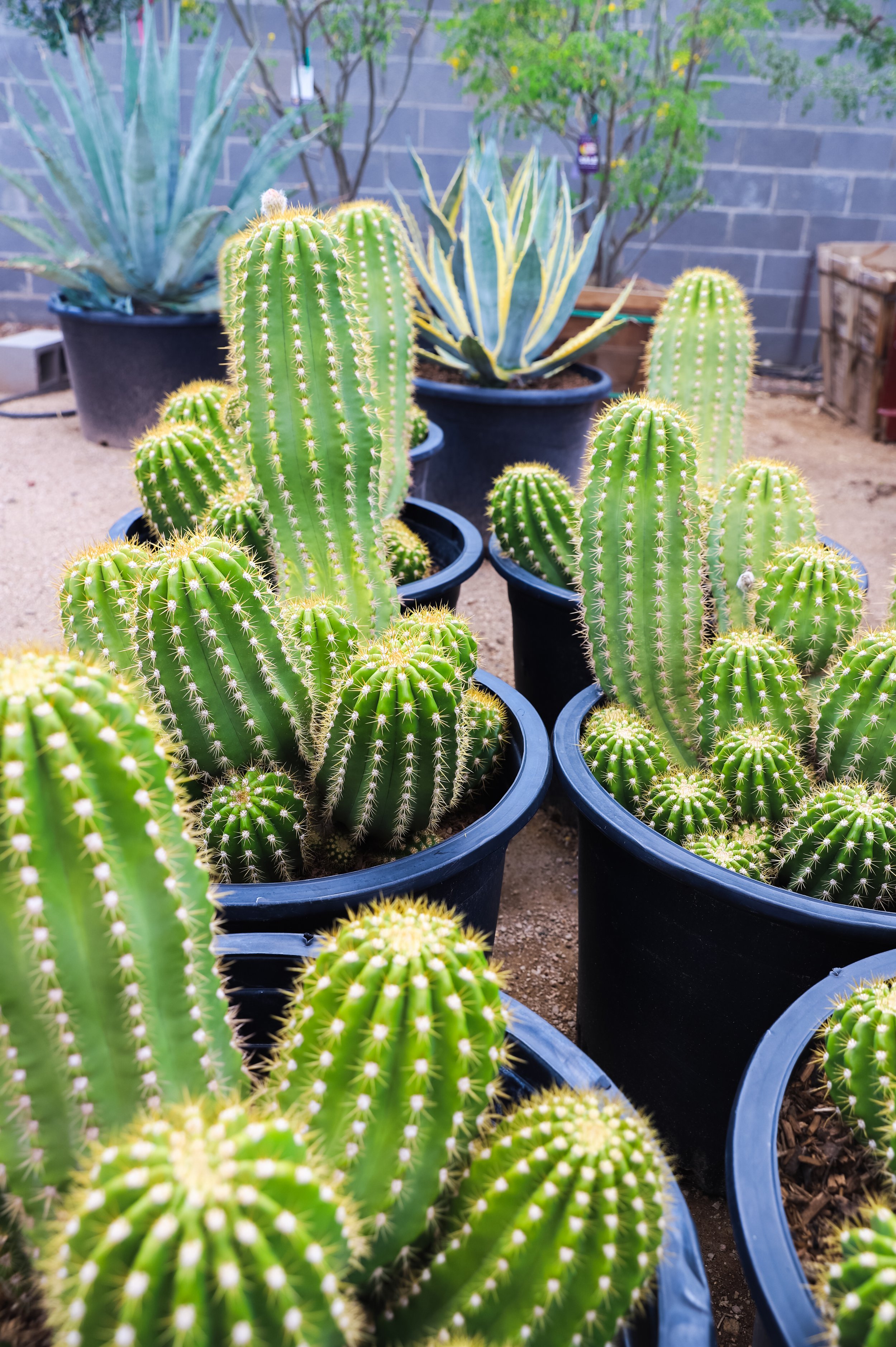 San Pedro Cactus