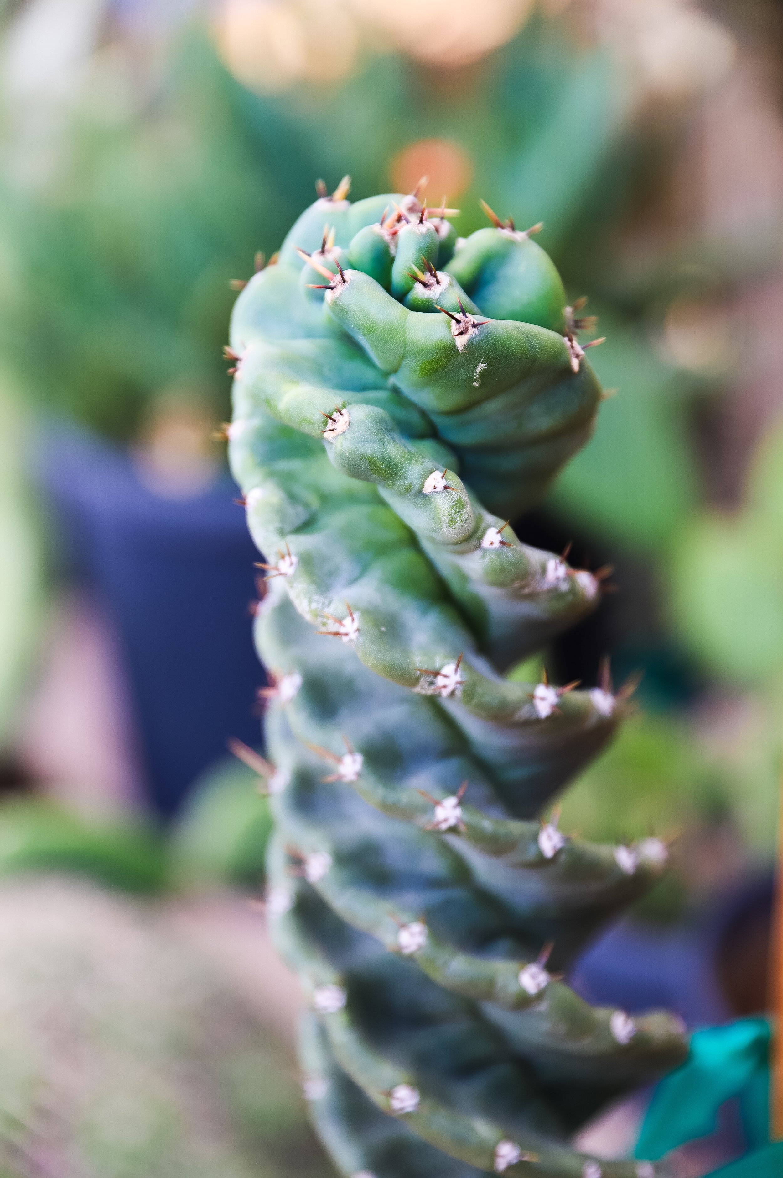 Spiral Cactus