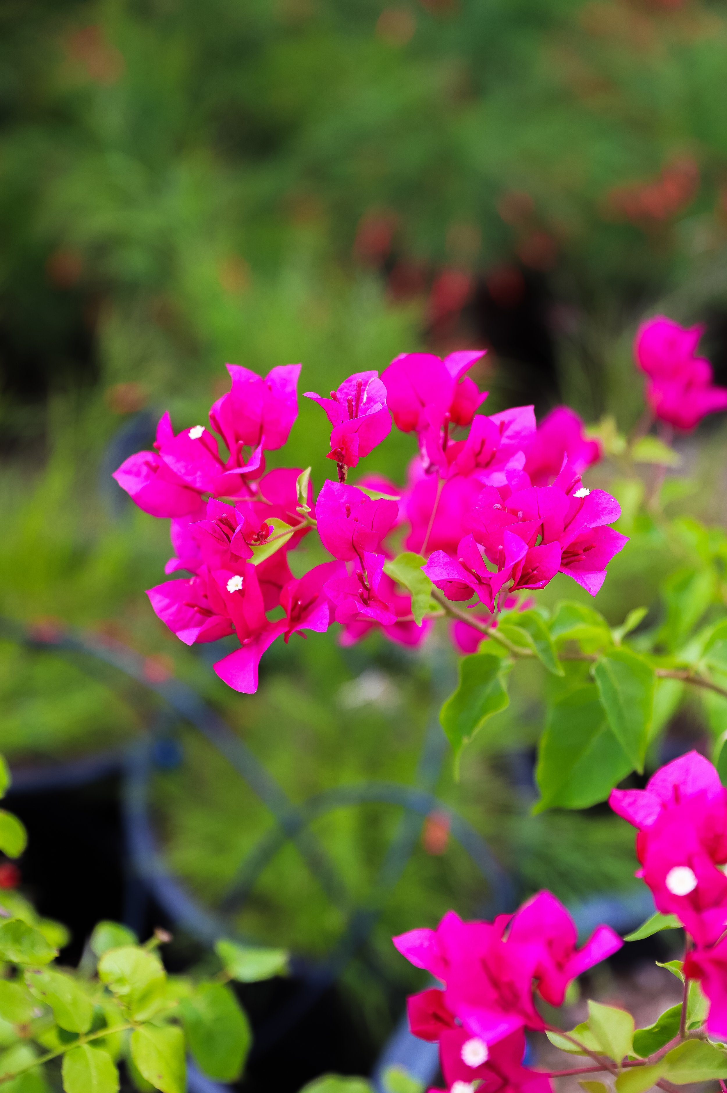 Bougainvillea