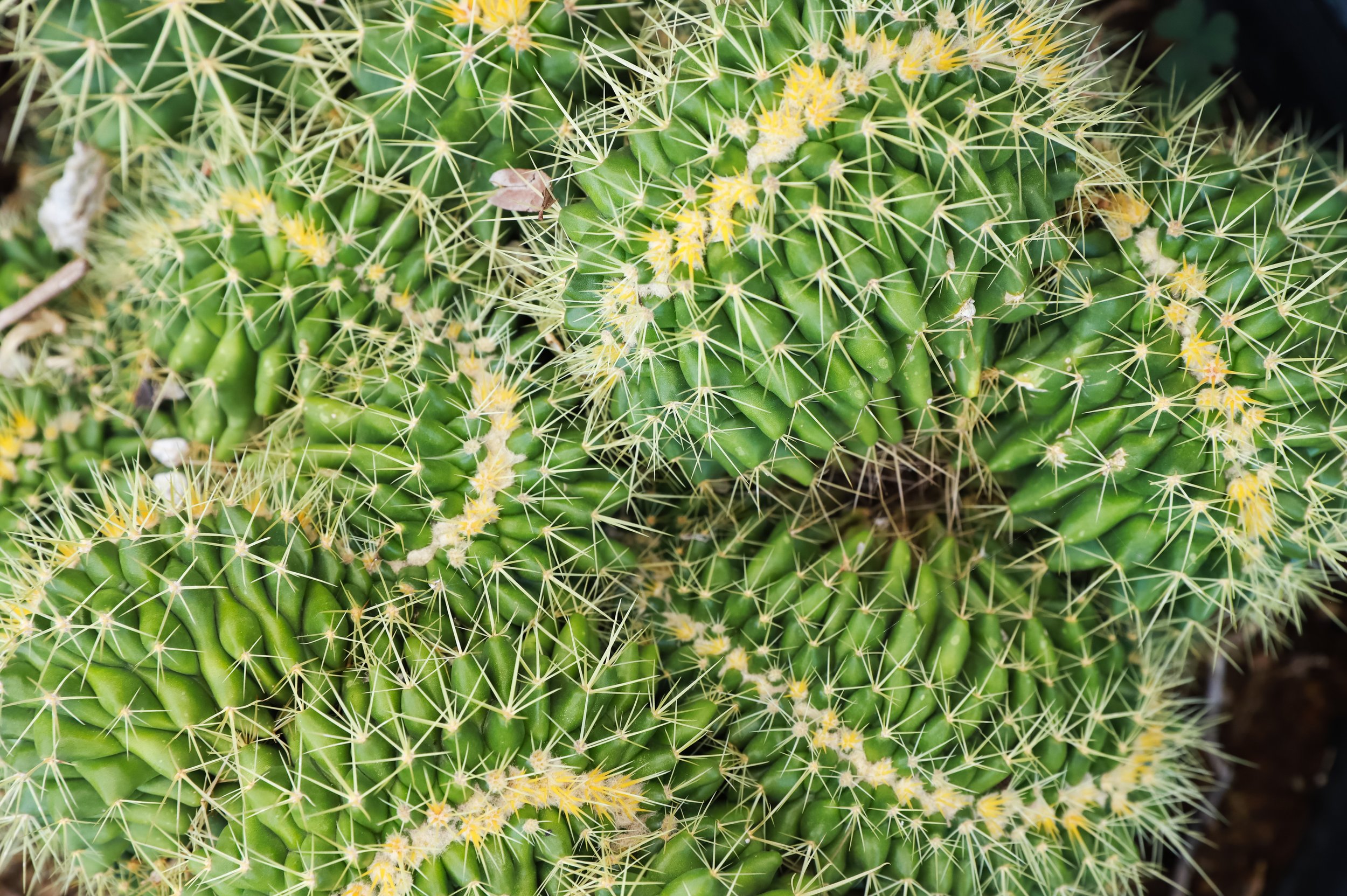 Crested Golden Barrel
