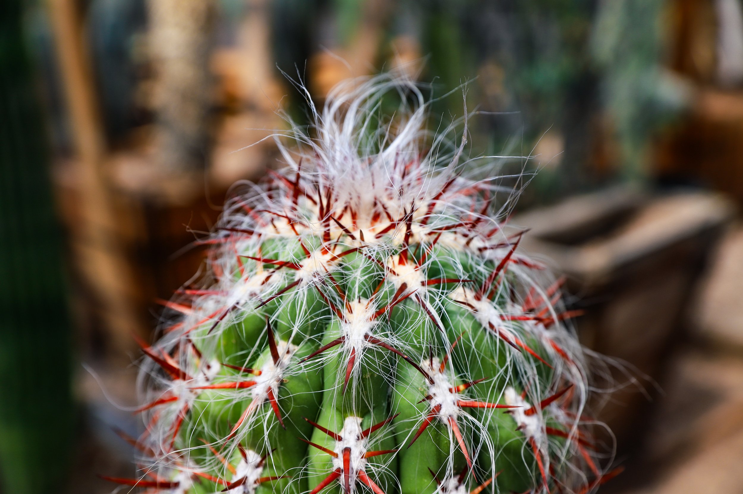 Old Man Cactus
