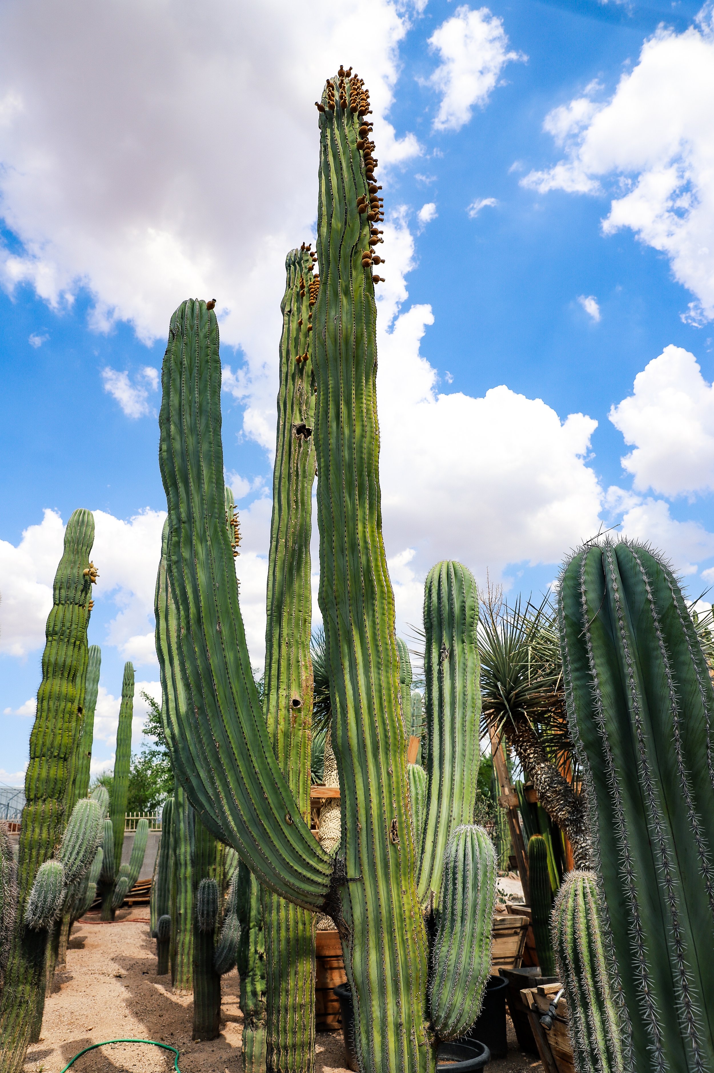 Cardon and Mexican Fence Post Cacti