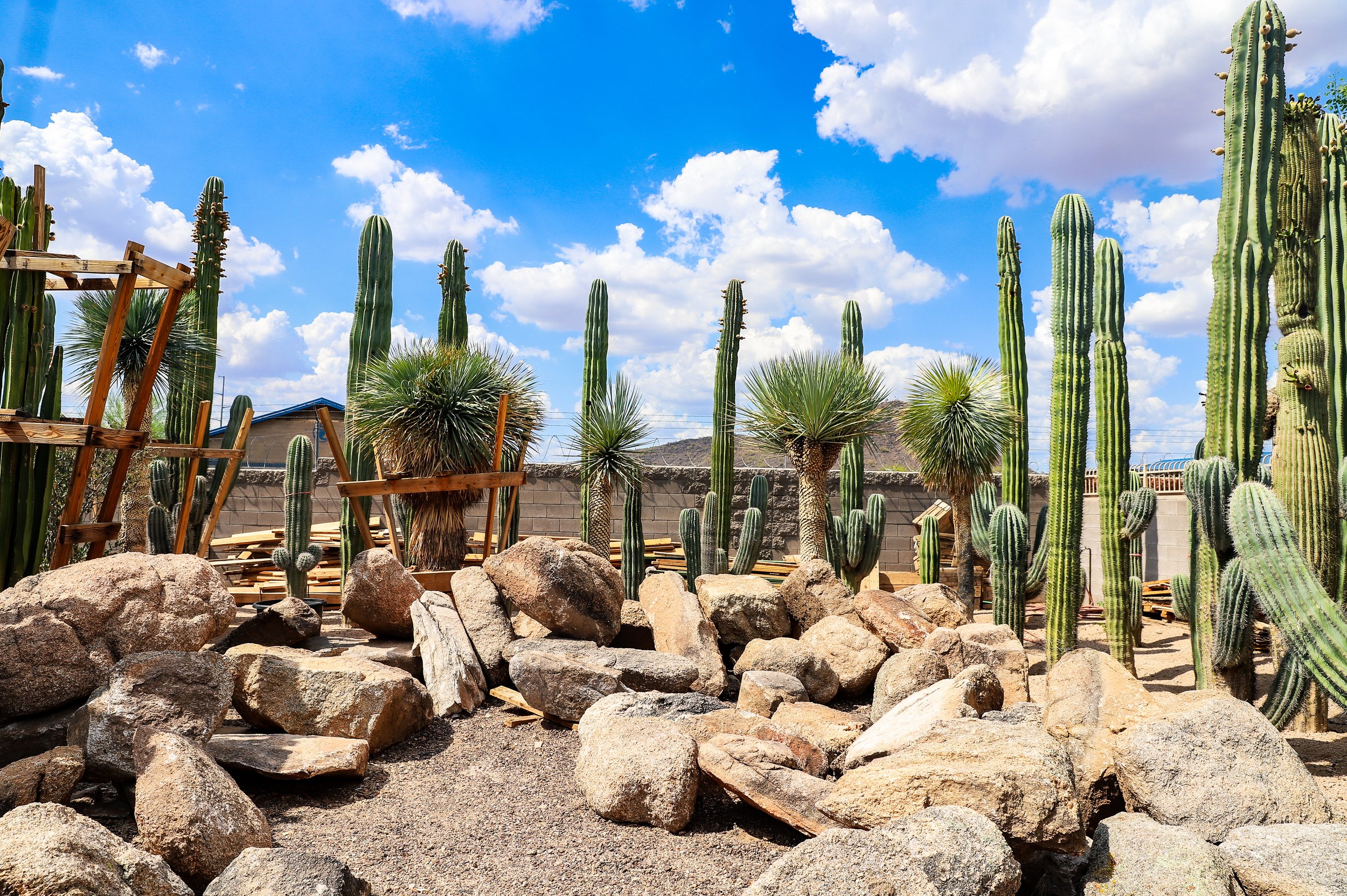 Mexican Cardon, Yucca, Natural granite boulders