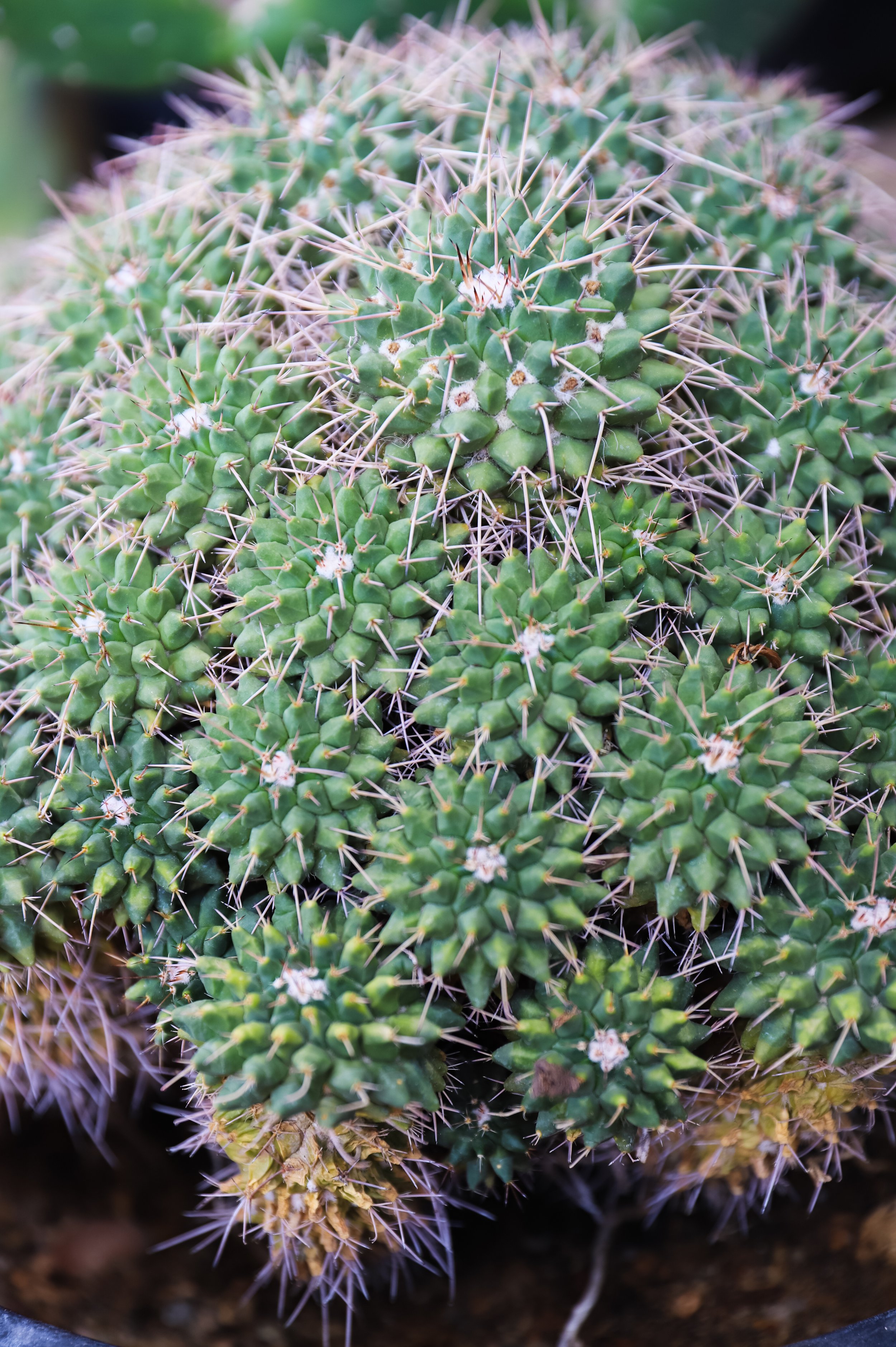 Gold Lace Cactus