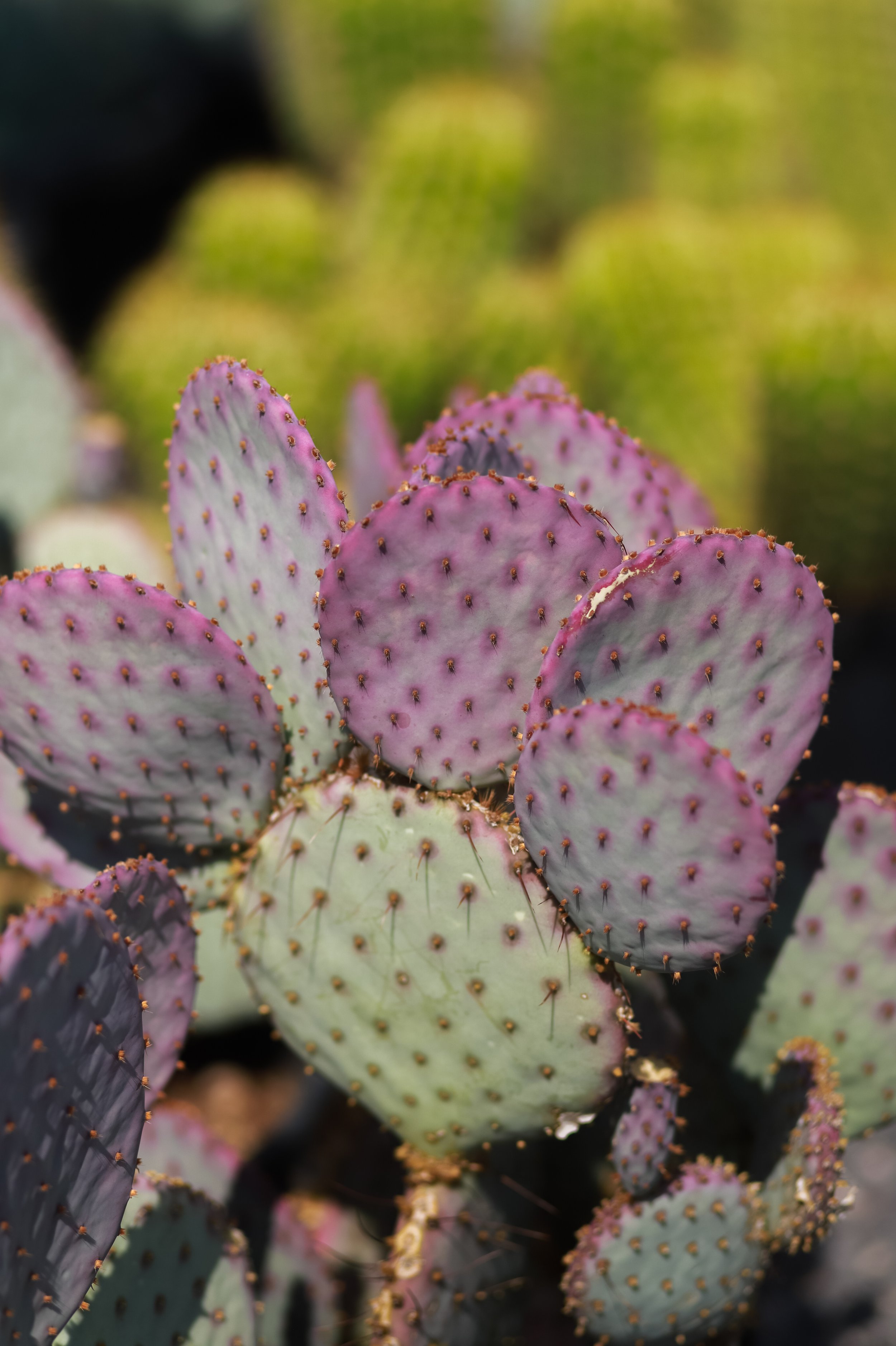 Prickly Pear