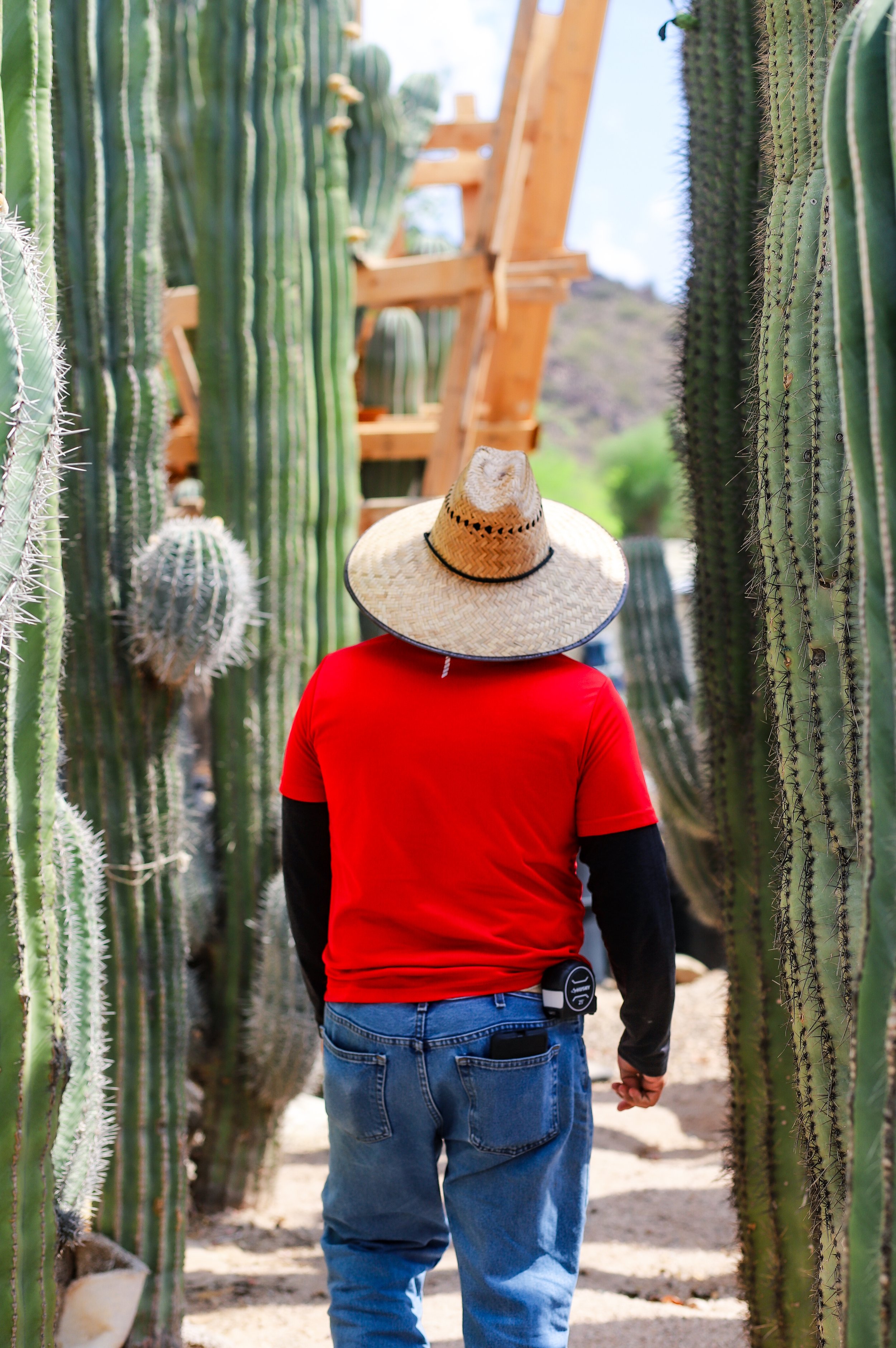 A member of our team navigates a corridor of towering Mexican cardon