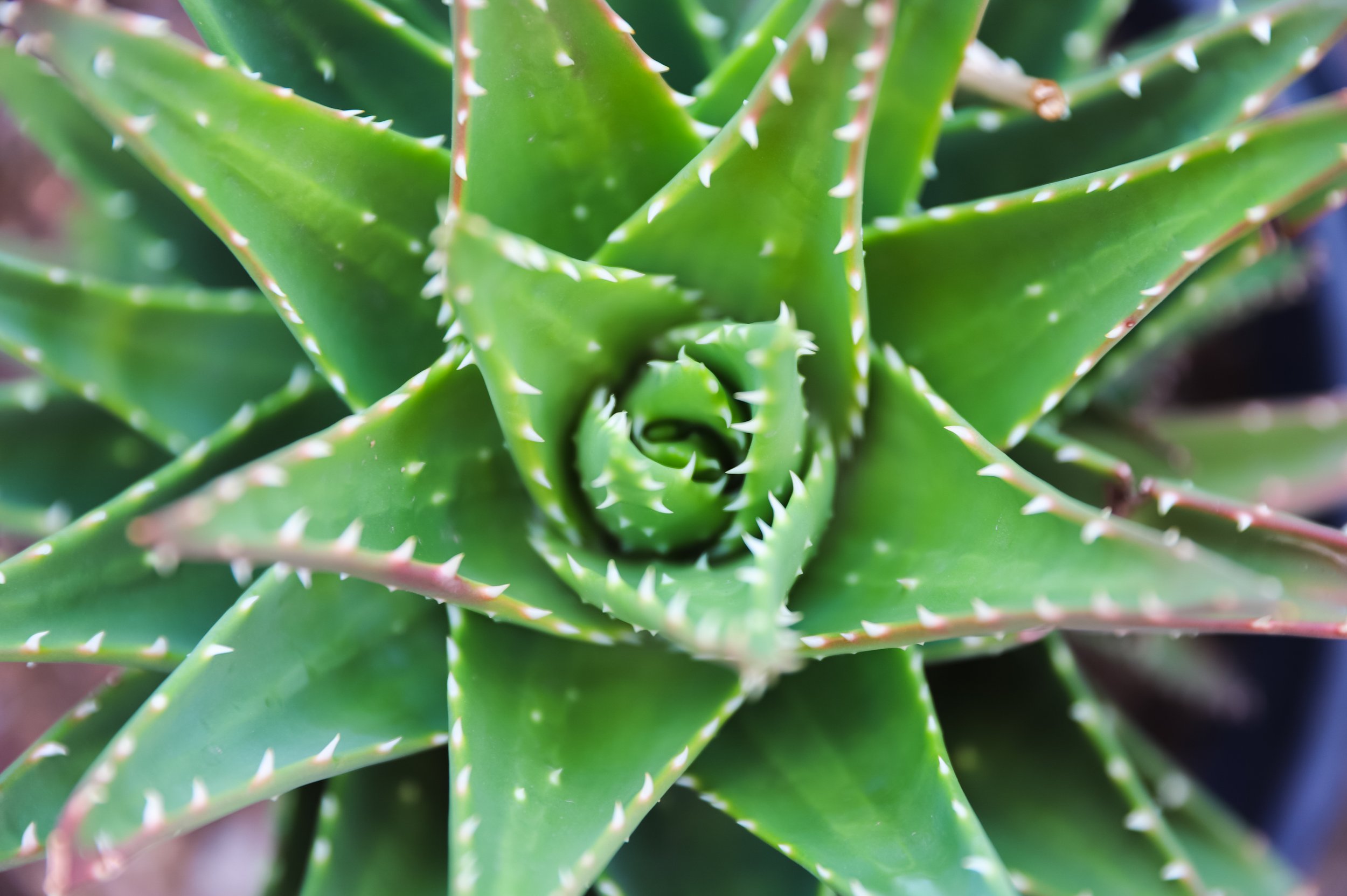 Tiger Tooth Aloe