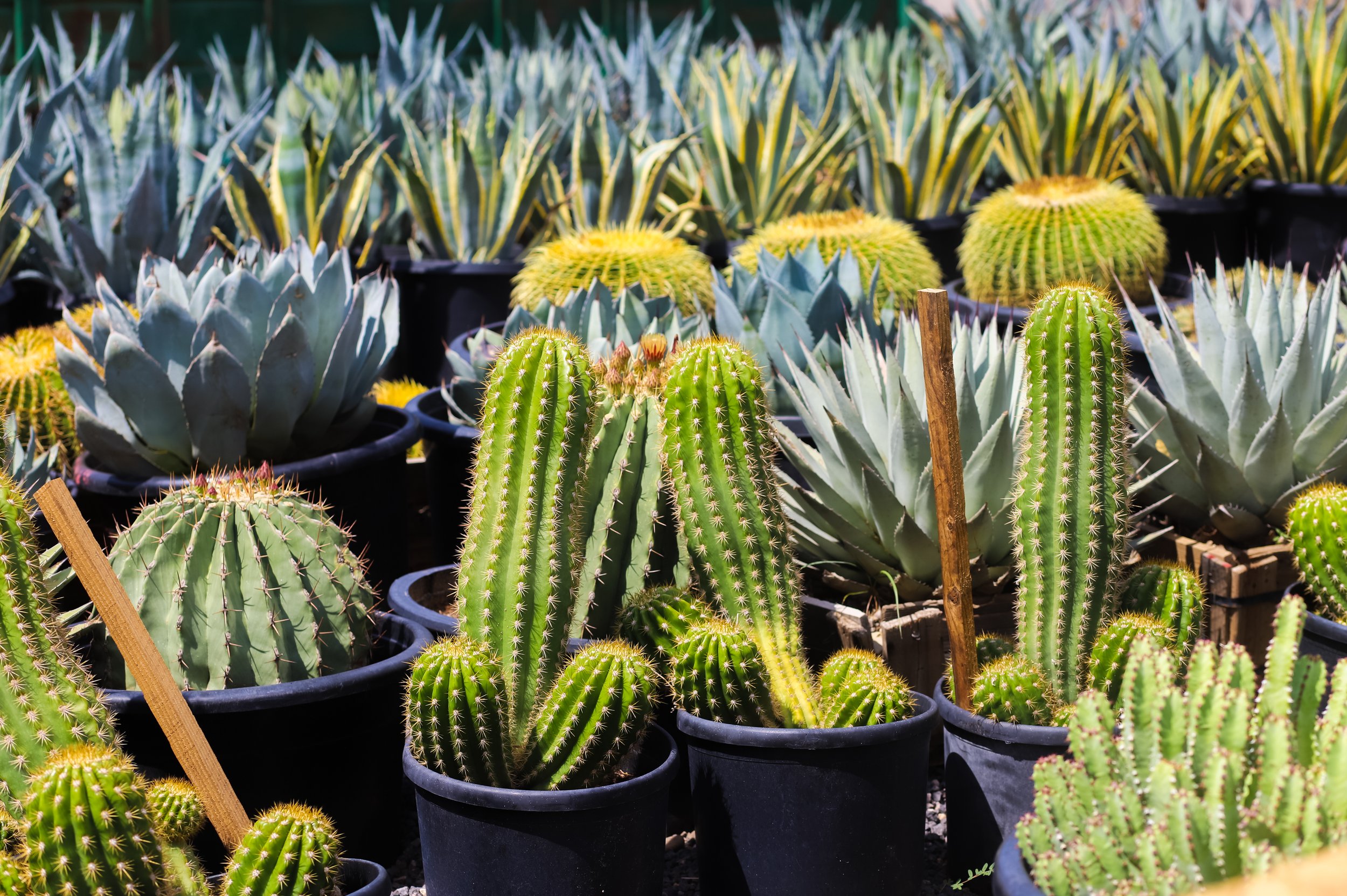 Golden barrels, agaves, and san pedro cactus