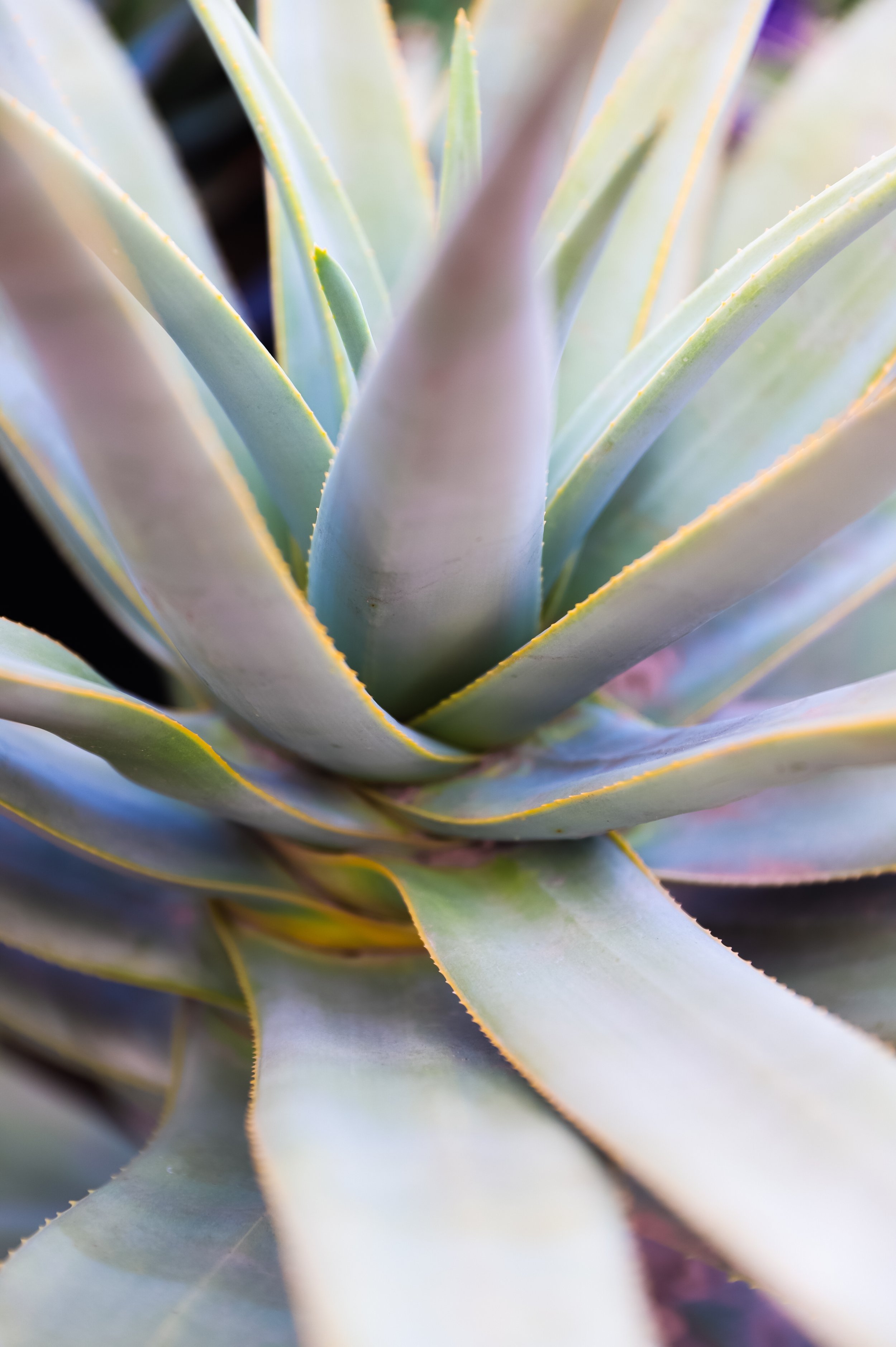 Blue Glow Agave