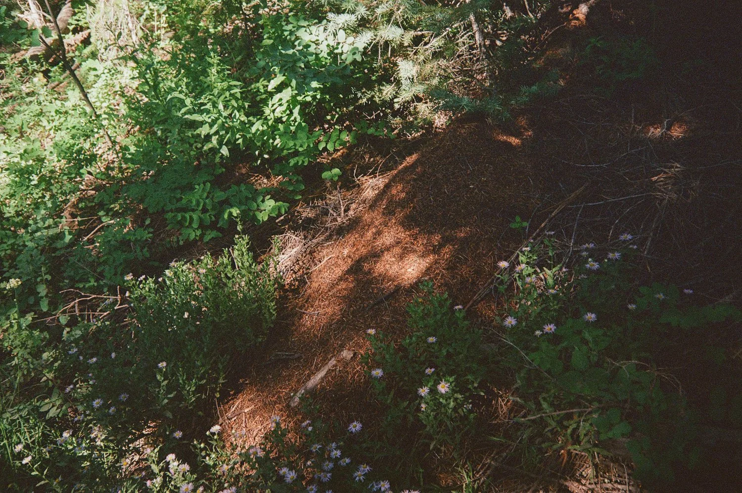 Found Silueta (after Ana Mendieta), 2025. Inkjet print, 11”x14”.