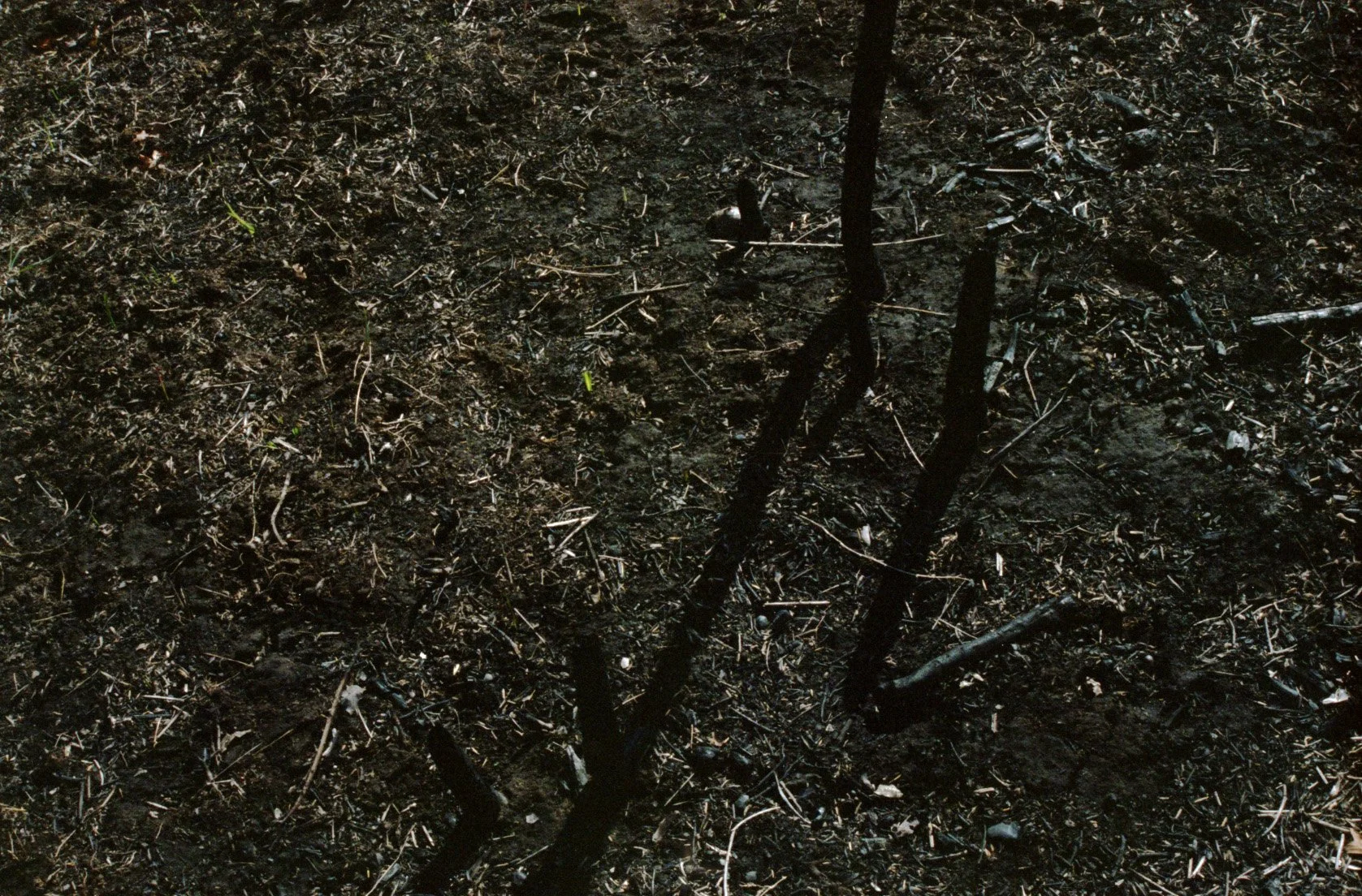 Remains I, 2021. Inkjet Print, 9"x13.6"..