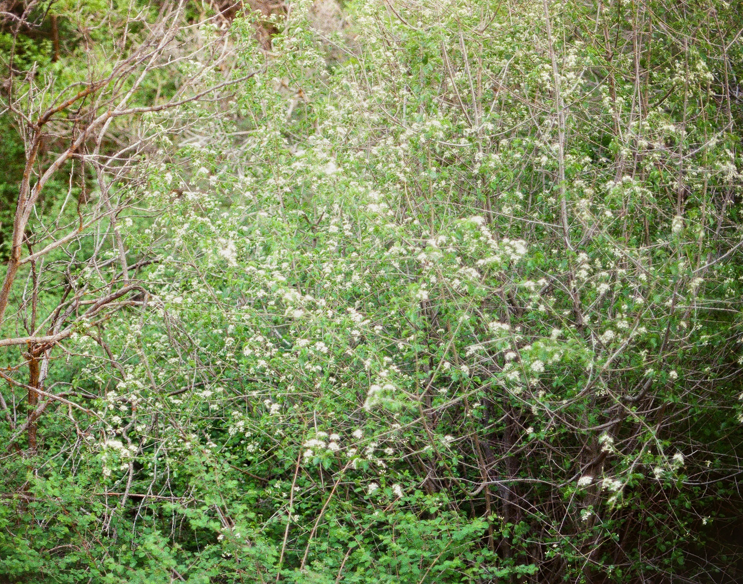 Dense green foliage with small white flowers and scattered branches in a wooded area.