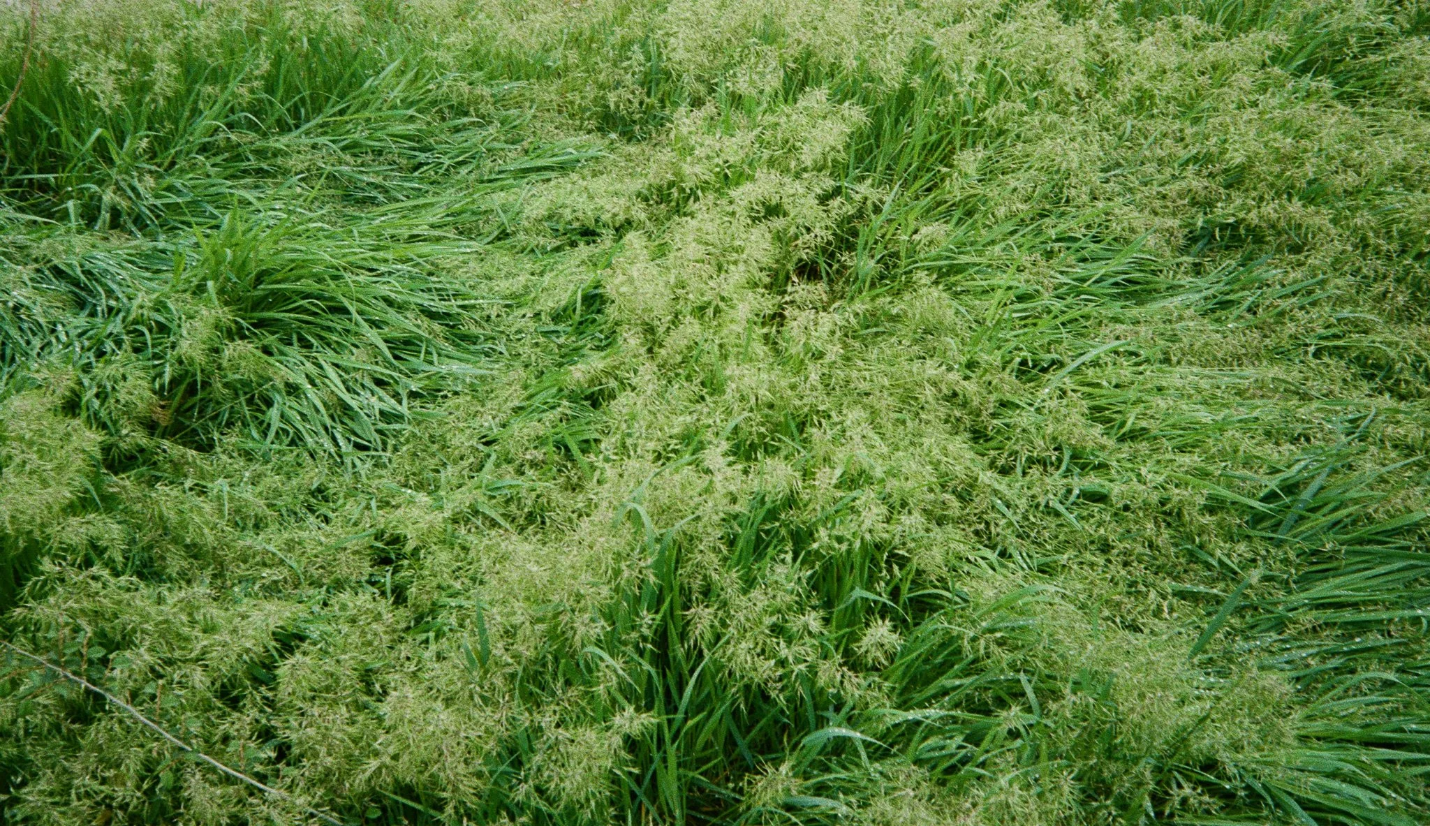 Grass message, 2024.