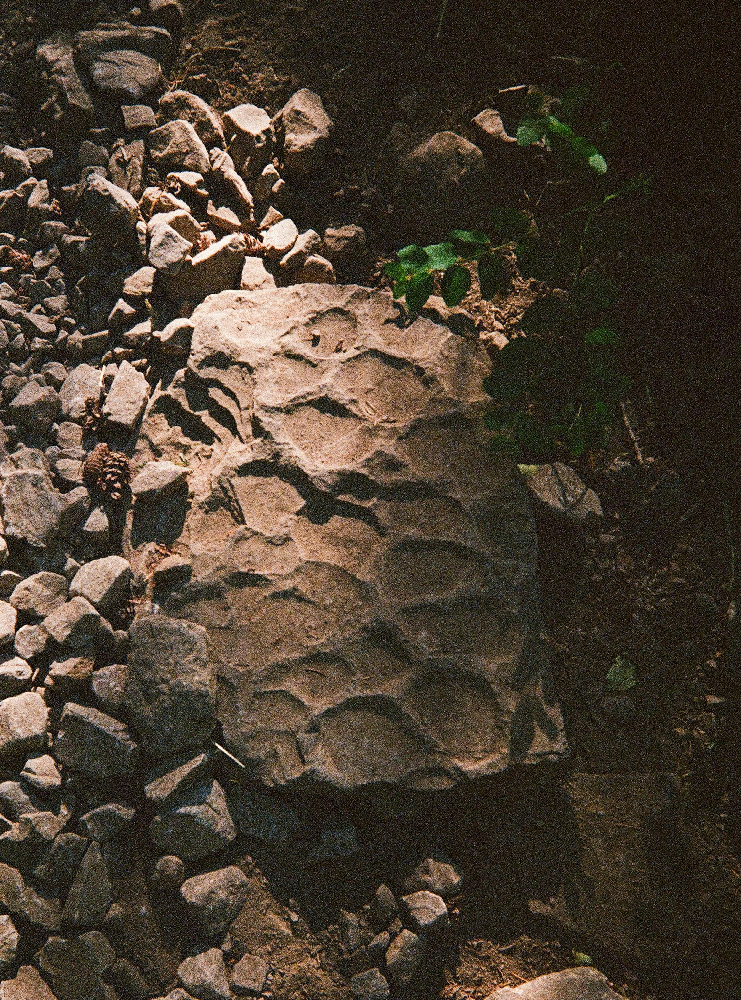 Close-up view of rocks and stones on the ground with a small green plant growing among them.