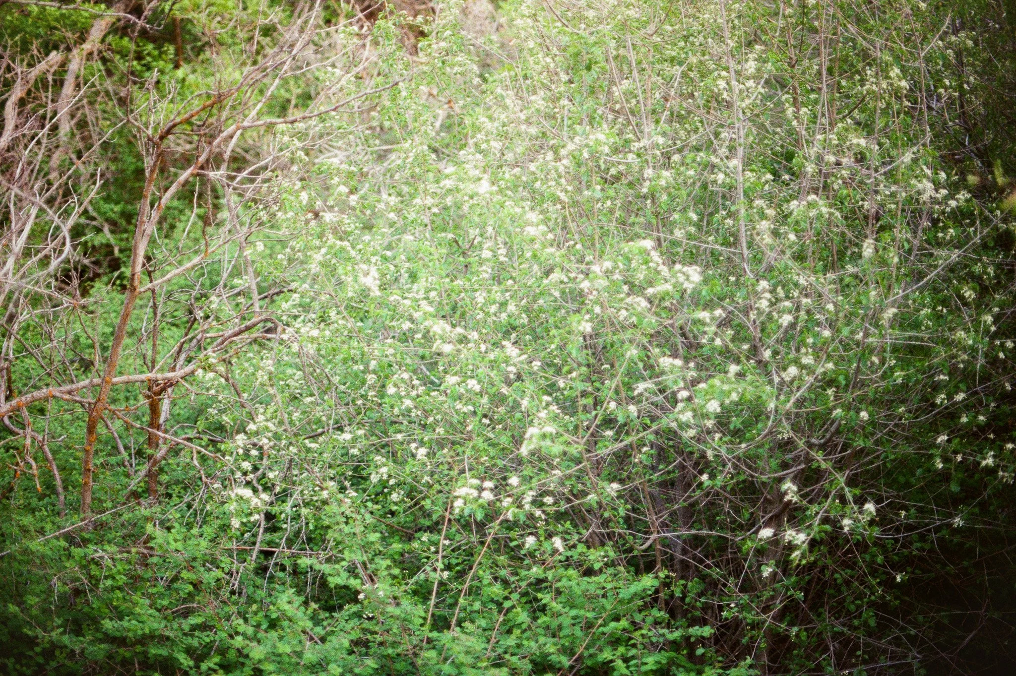 Blossom Portal, 2025. Inkjet print, 11”x14”.