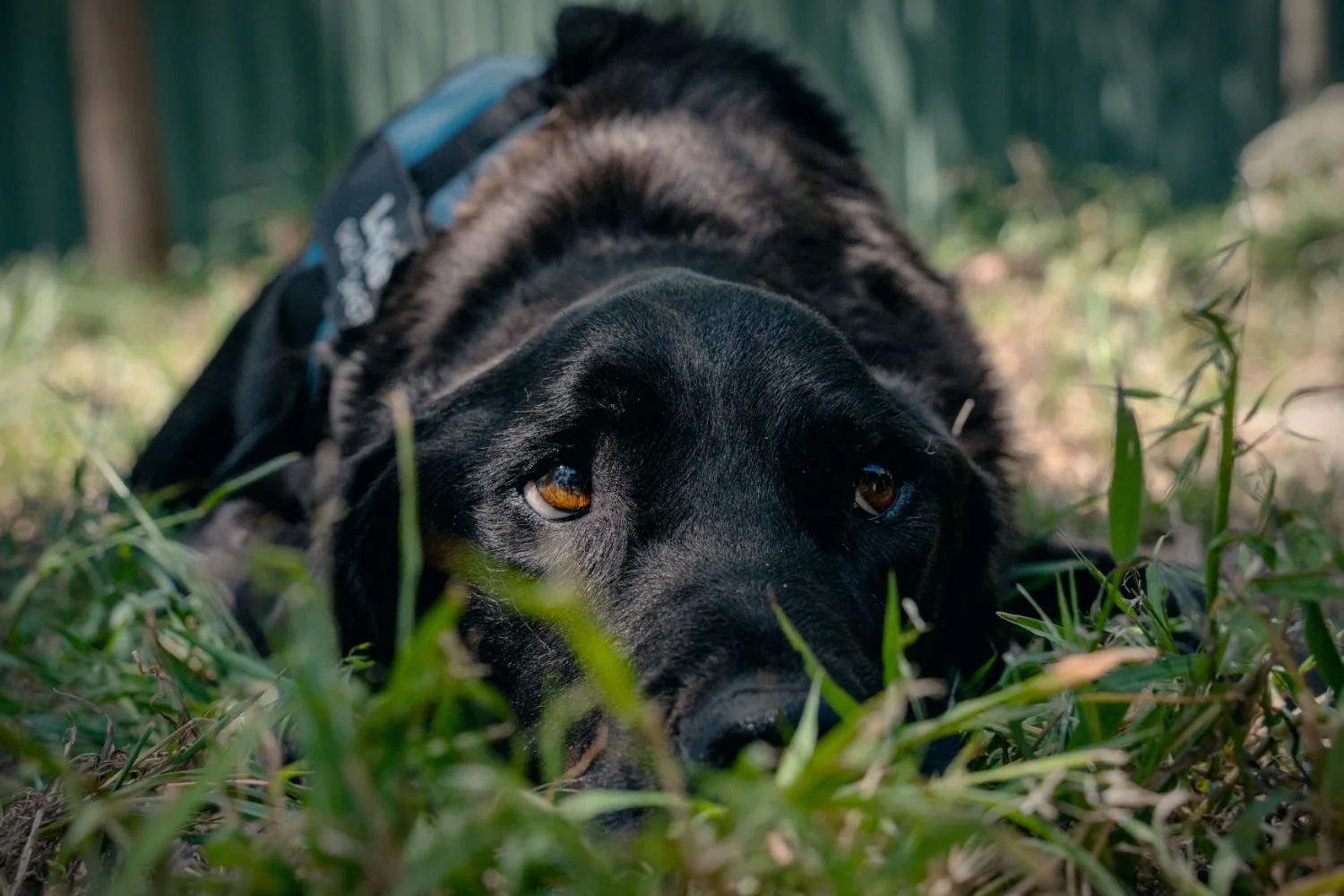 A black dog lying on the grass with its head resting on the ground, looking directly at the camera.