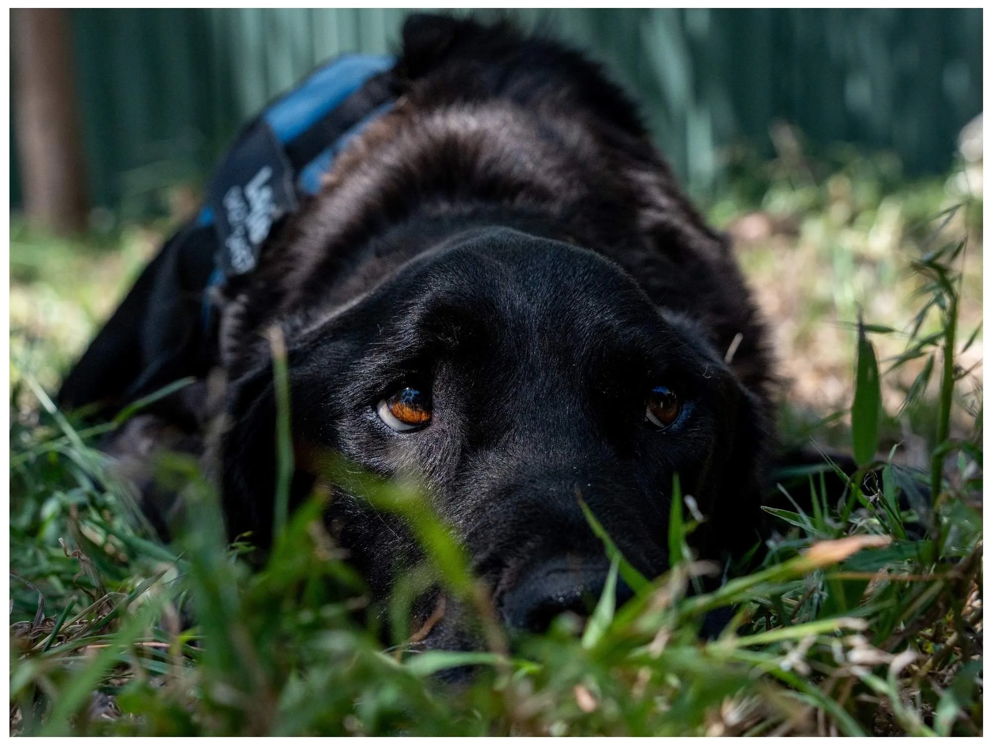 A black dog lying on the grass with its head resting on the ground, looking directly at the camera.