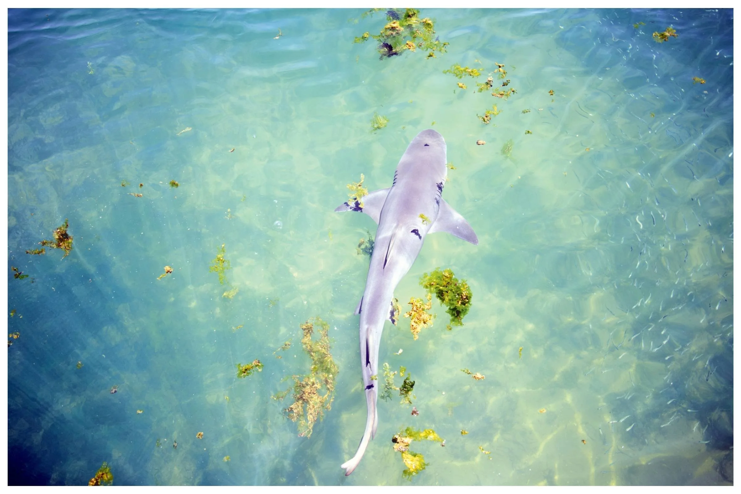 In the Shallows - Shark Bay, Western Australia