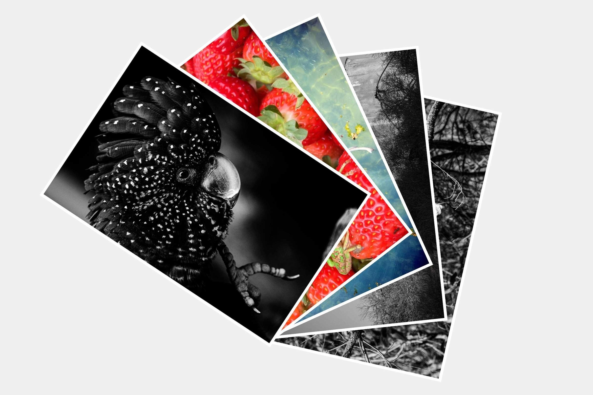 5 PACK: Western Australian Wildlife Photography Postcard Set