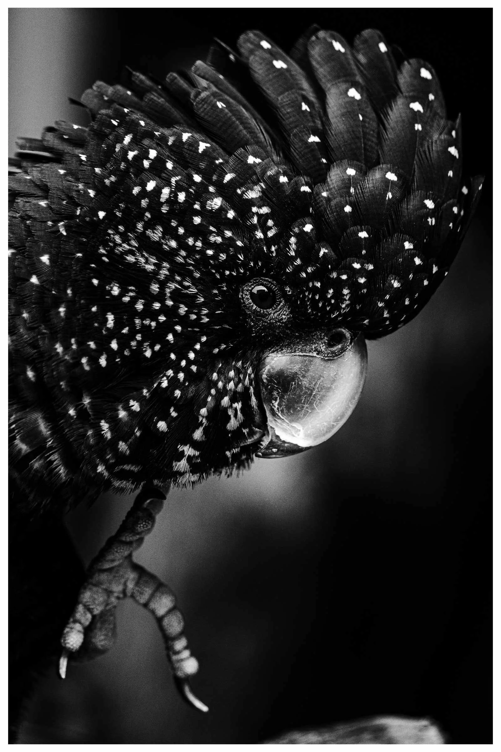 Print product img.jpg