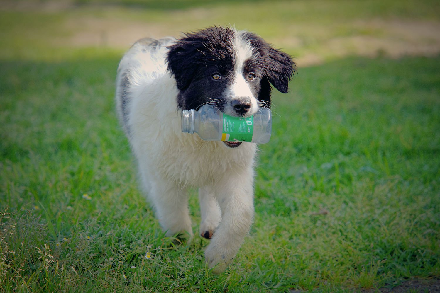 A black and white border collie puppy runs across grass with an empty bottle in its mouth