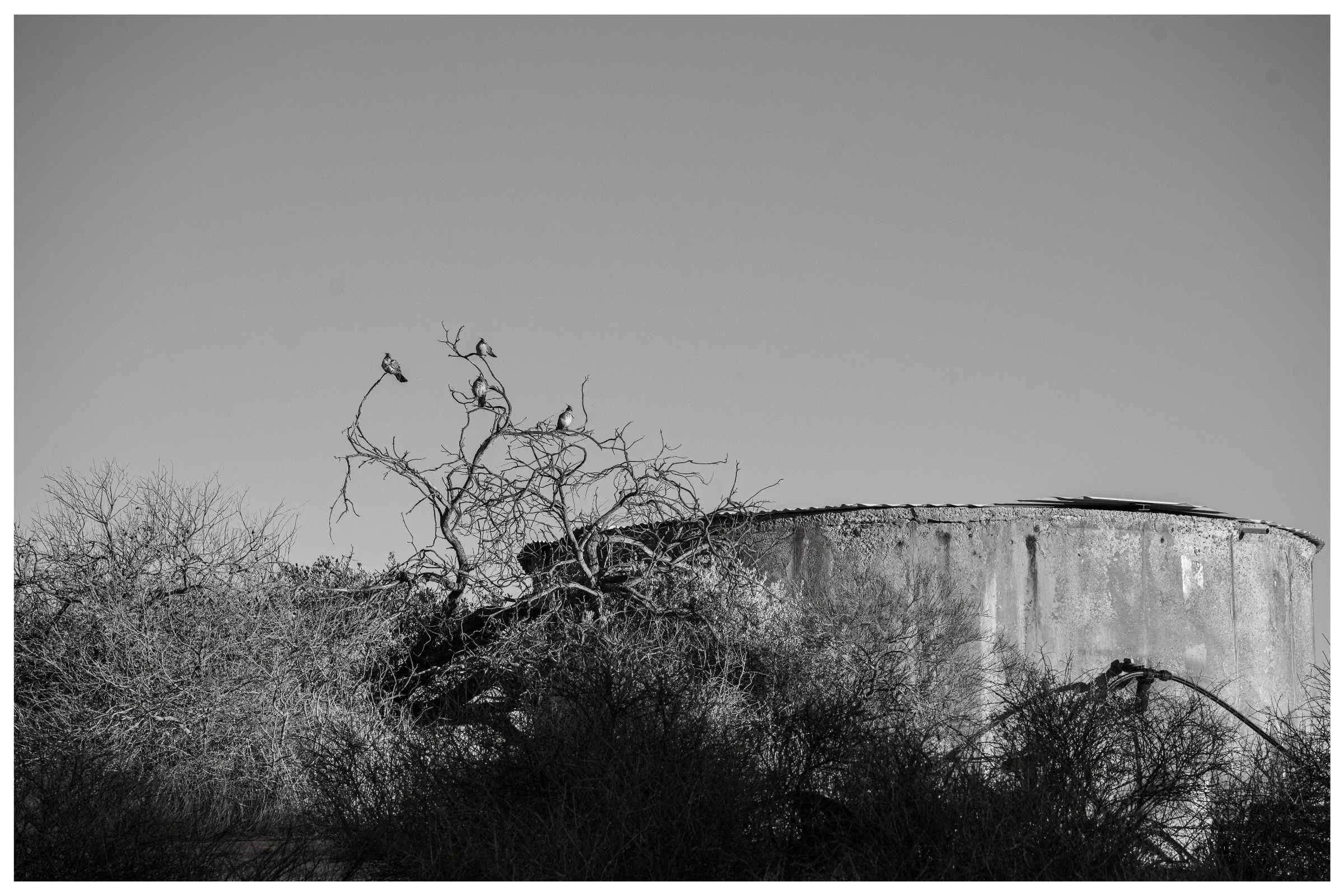 Outback Stillness - Hamelin Pool, Western Australia