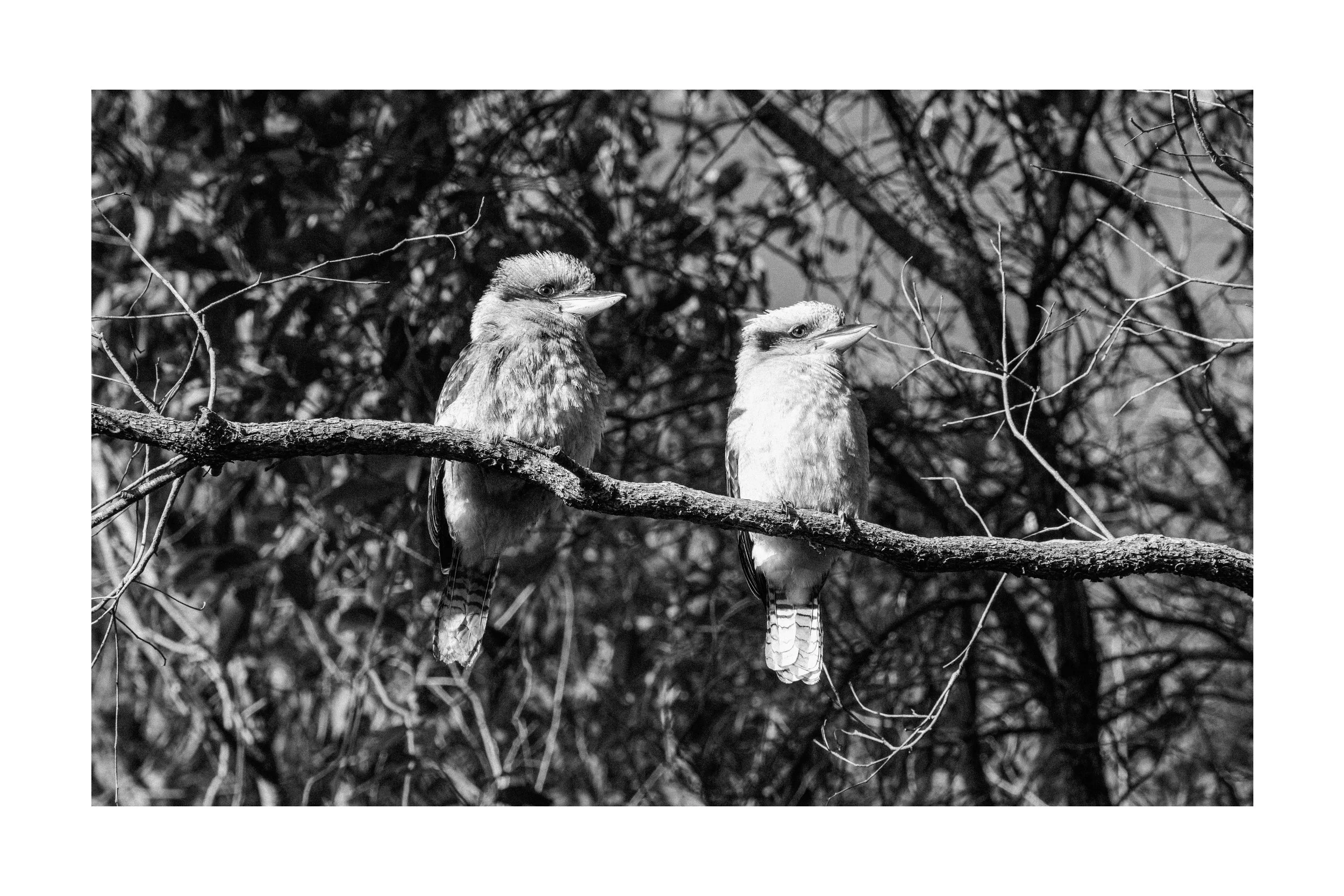 A funny Pair by Stacey Potter.jpg