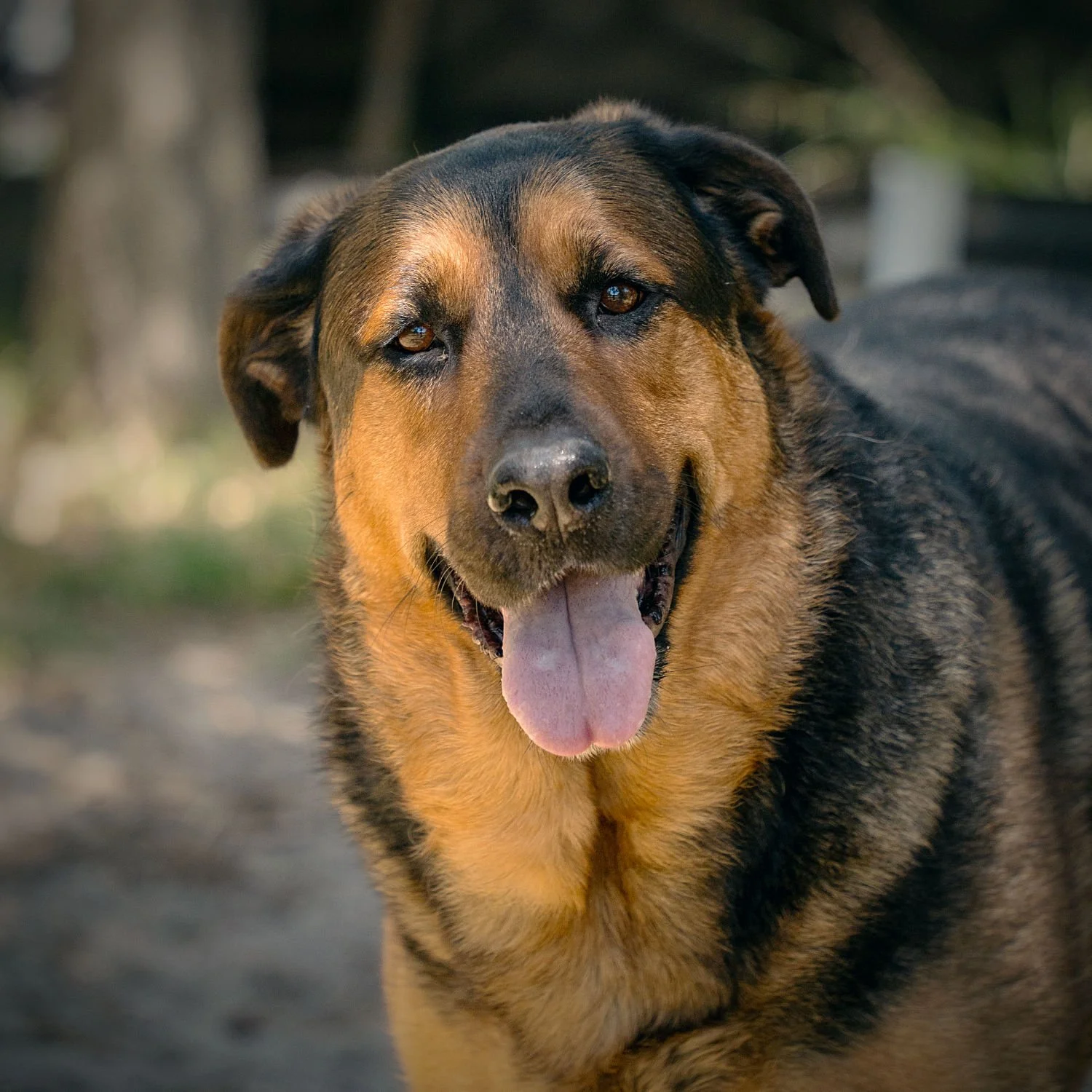 A large German Shepheard dog with its tongue hanging out looks happily at the camera