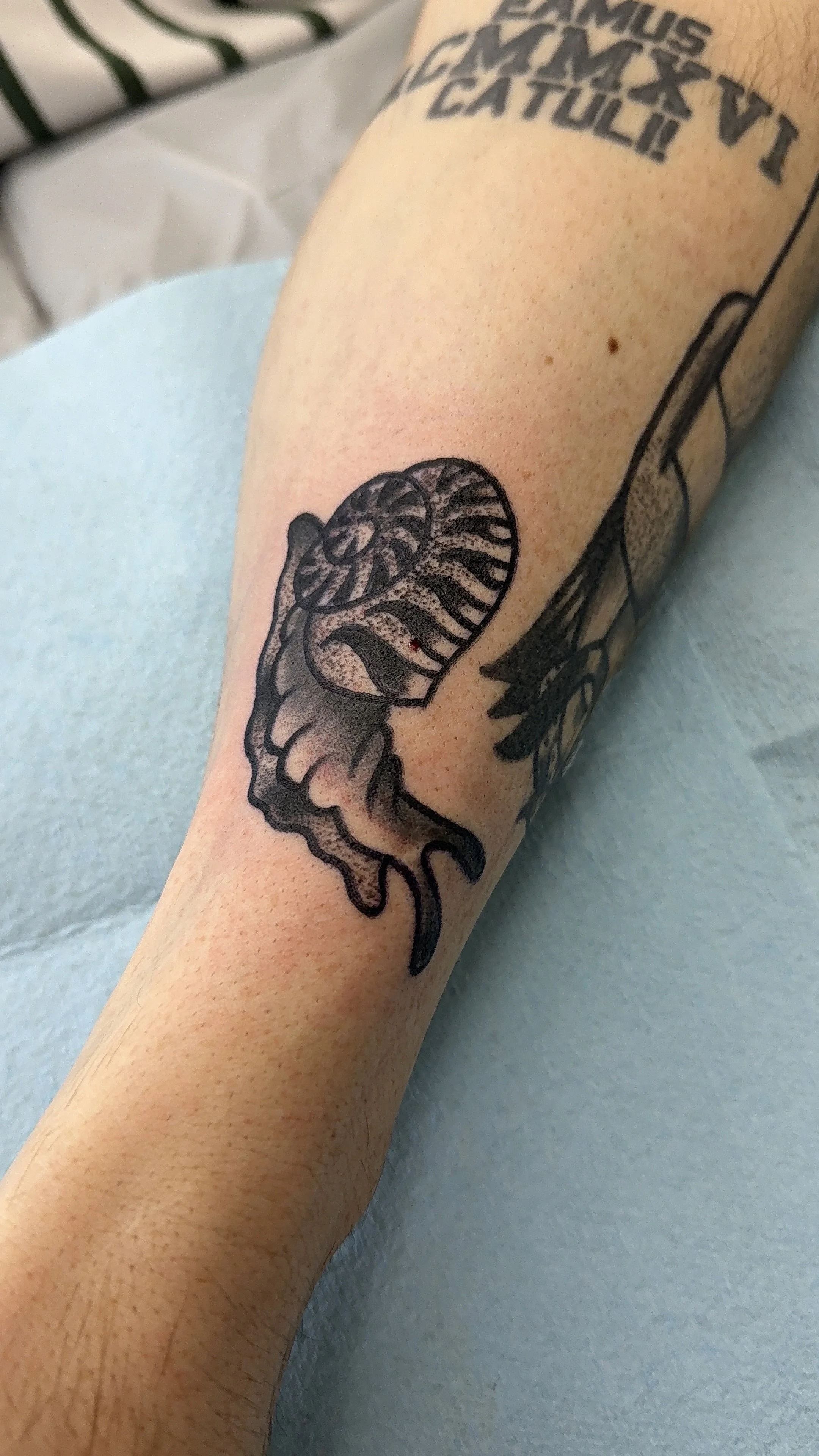 american traditional style snail tattoo in black and grey