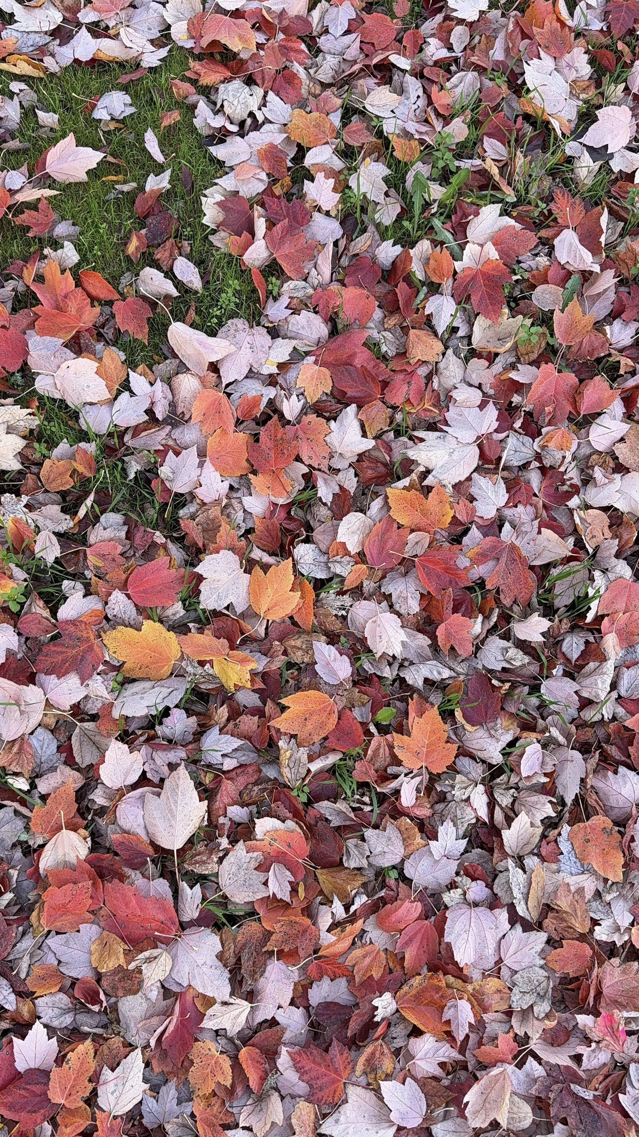 A ground covered with colorful fallen autumn leaves in shades of red, orange, purple, and brown, with some green grass visible.