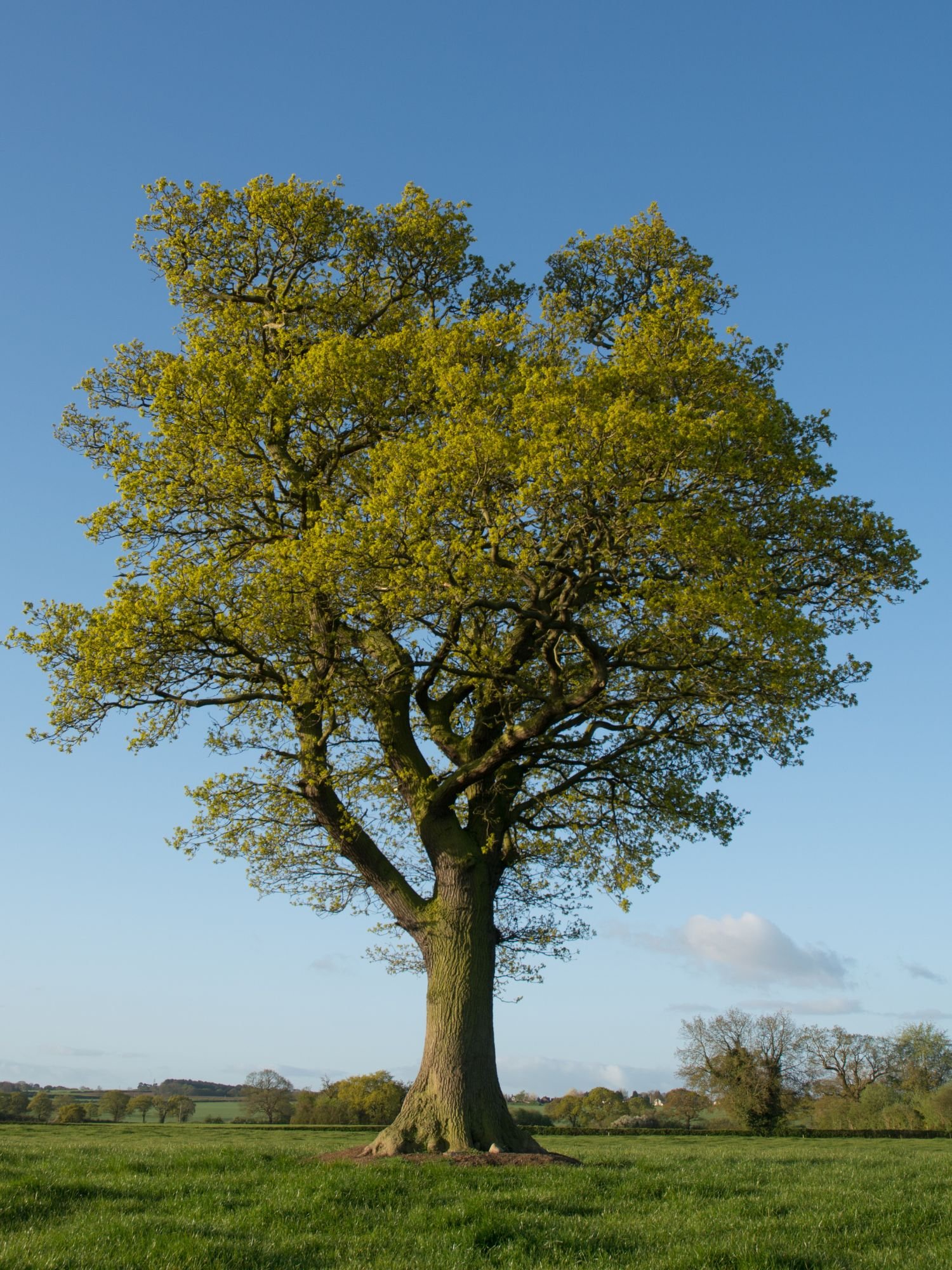Large oak tree in a field with a blue sky
