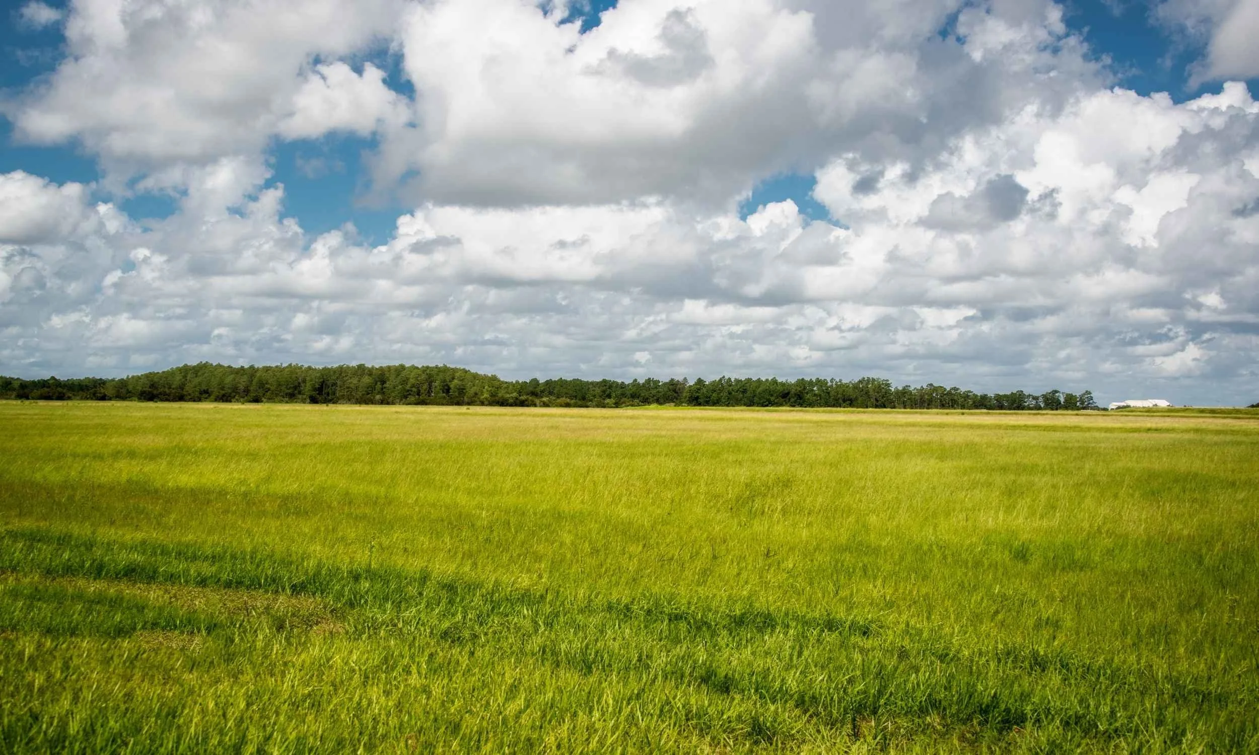 Green field with lines of trees in the background and a blue sky covered in white clouds