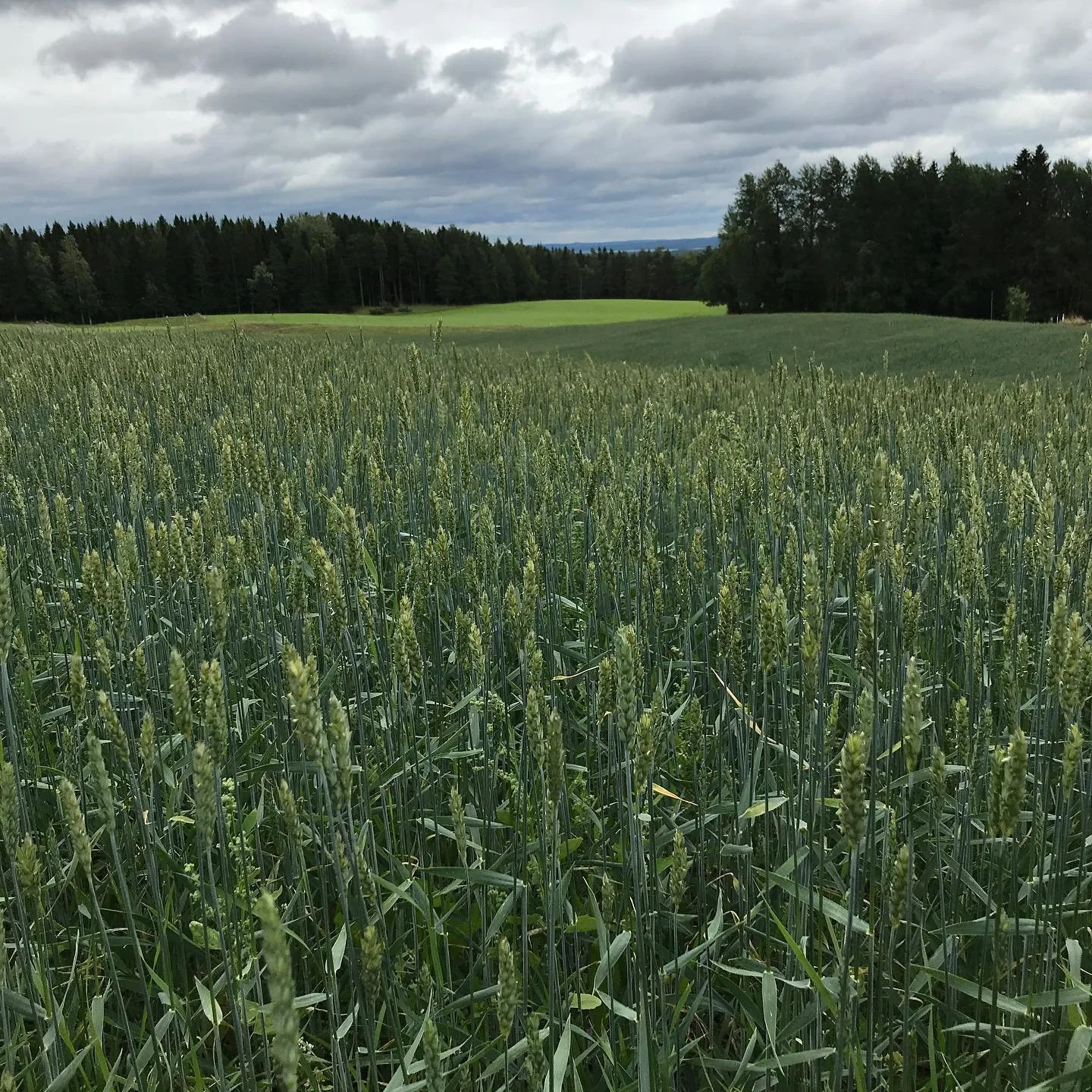 EP out tomorrow! Pre-save in bio. ❤️