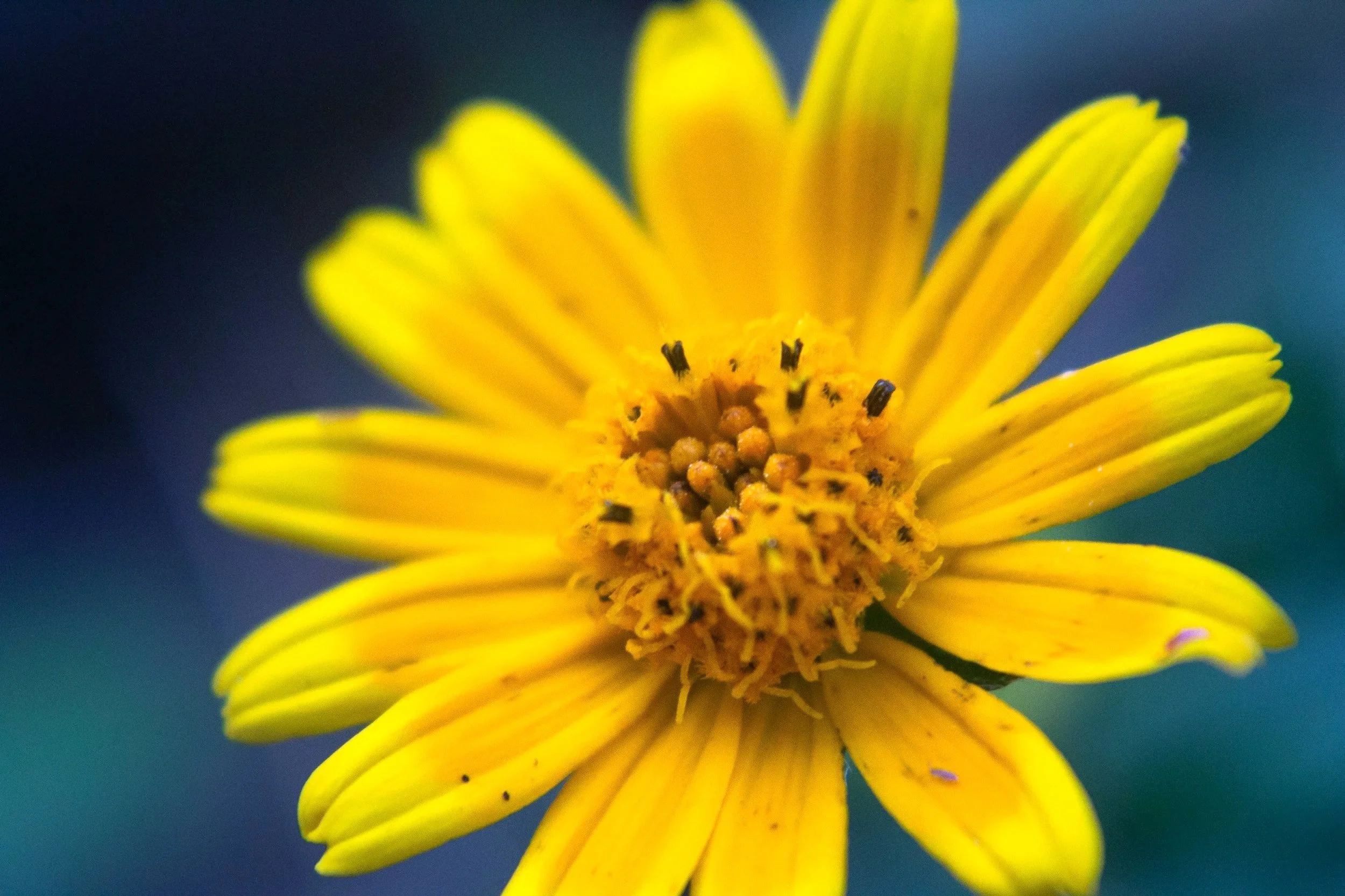 Nature’s Comfort-The Restorative Benefits of Arnica Infused Oil