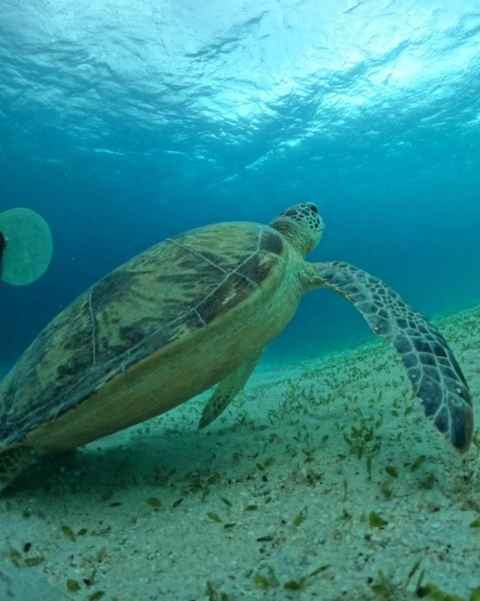 Underwater scene of a sea turtle swimming over sandy ocean floor with seaweed.