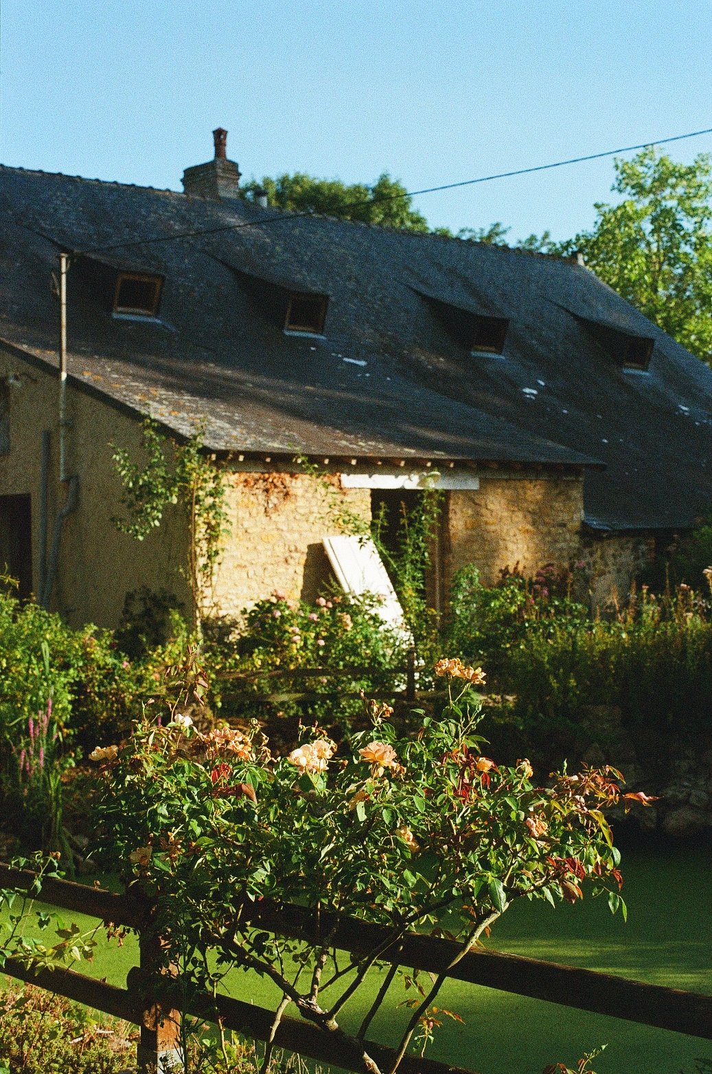 Maison en pierre avec toi en ardoise, lumière de fin de journée, des rosiers au premier plan