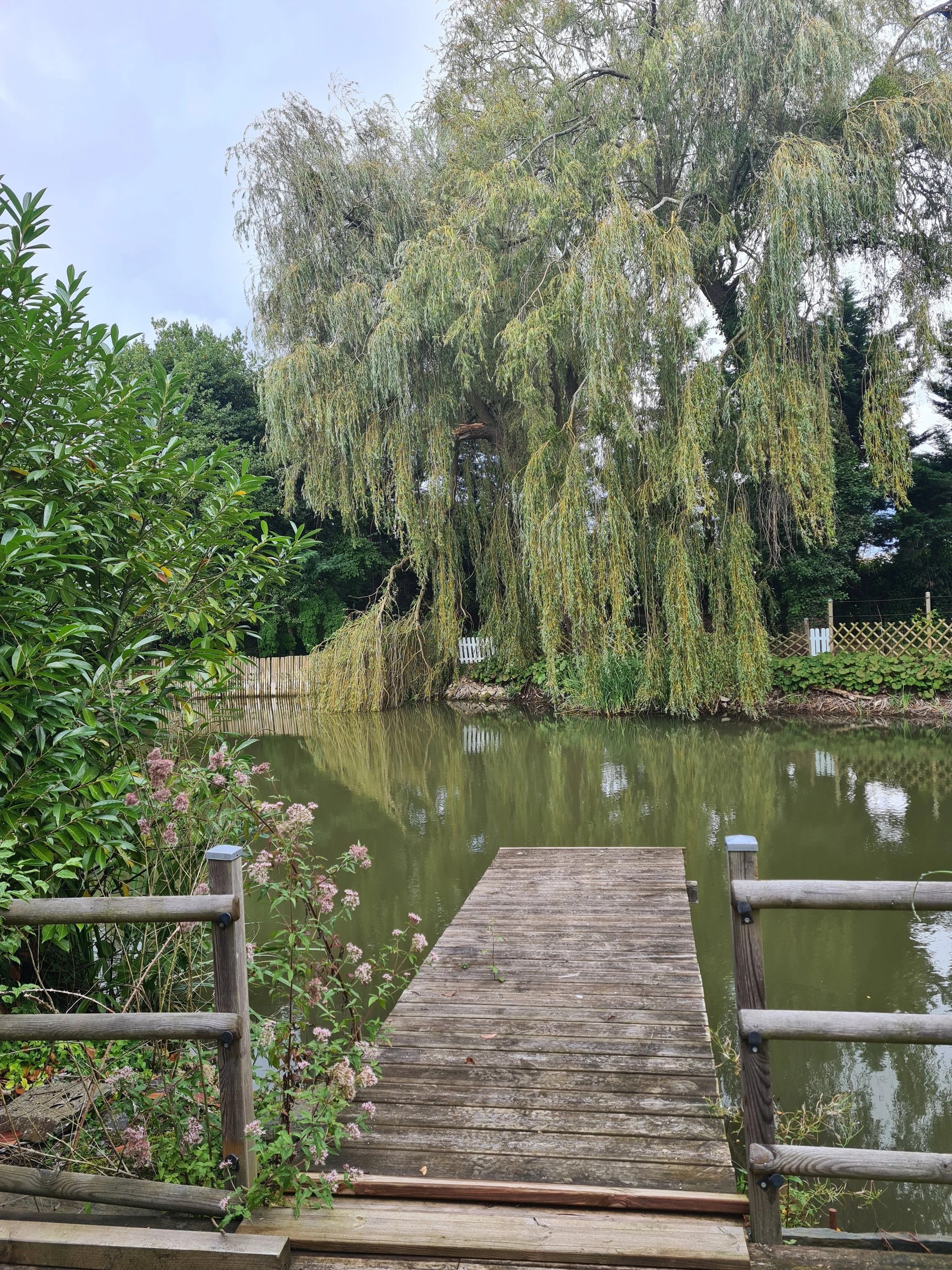 Petit ponton en bois au dessus d'un étang, derrière l'étendue d'eau on voit un grand saule pleureur.